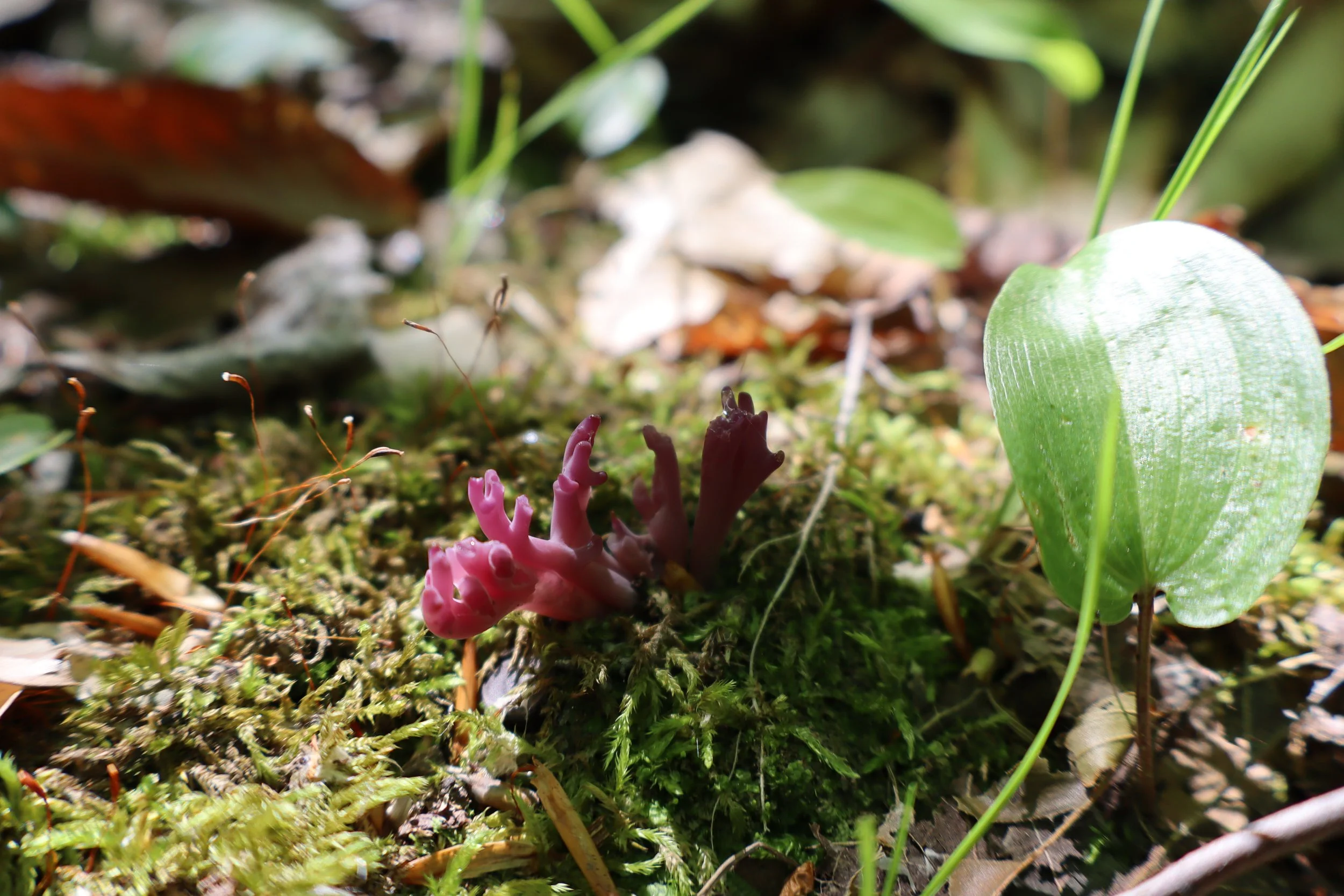 Exploring Baxter's Biodiversity: A Survey of Fungi, Insects and Plants