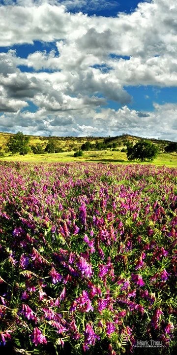 Spring in California
