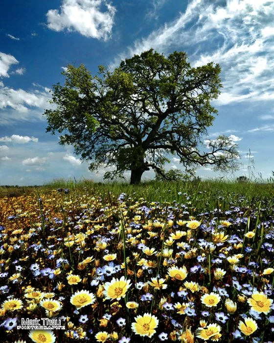 Exceptional Bloom in Upper Park