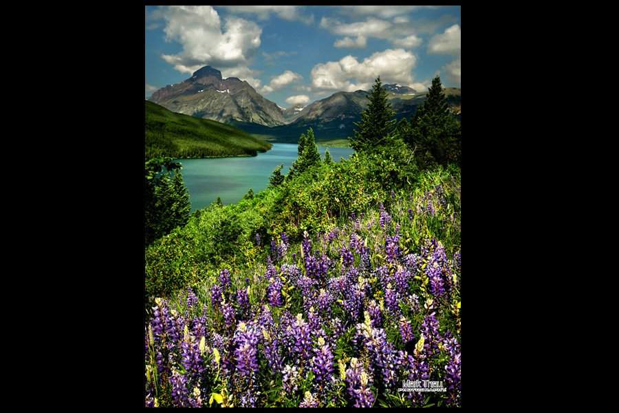 Flowers in Glacier National Park Web32.jpg