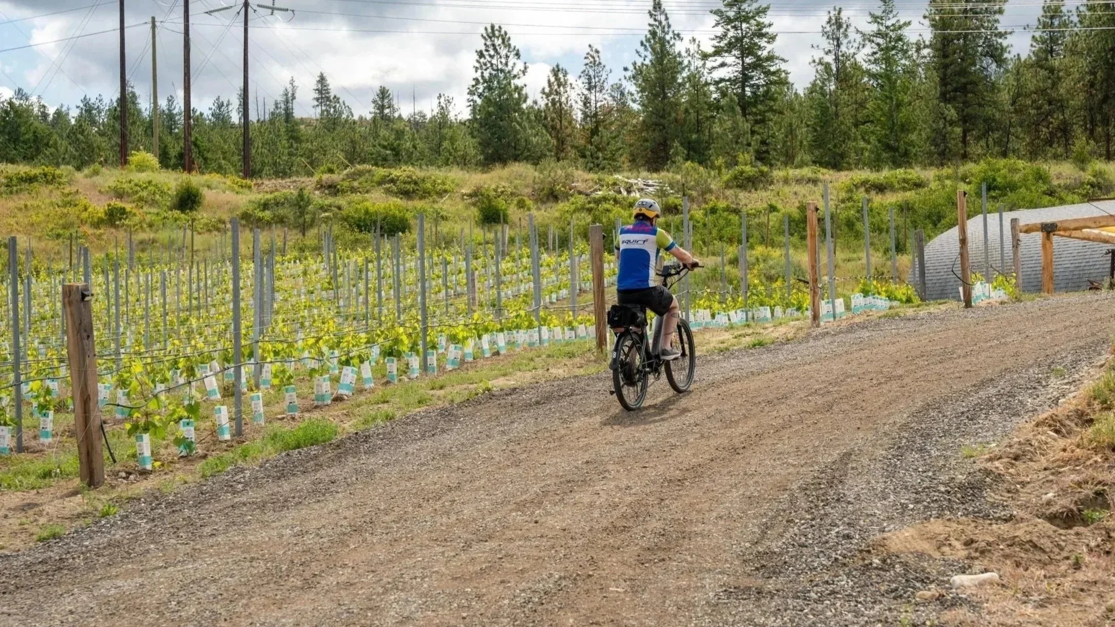 A person riding a bicycle along a gravel or dirt road in a rural area with vineyard rows on the left and a forested hillside in the background.