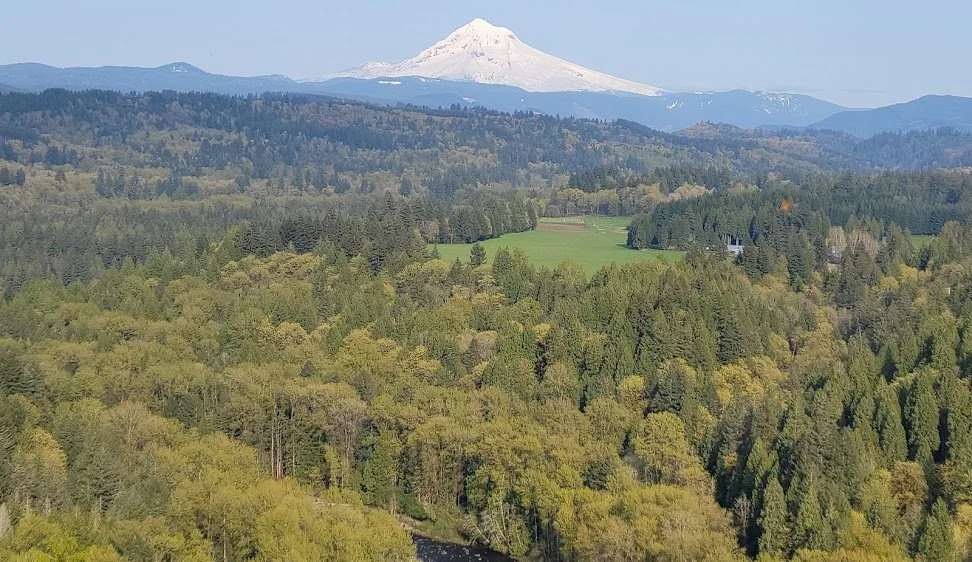 A scenic landscape with a lush green forest, rolling hills, and a snow-capped mountain in the background.