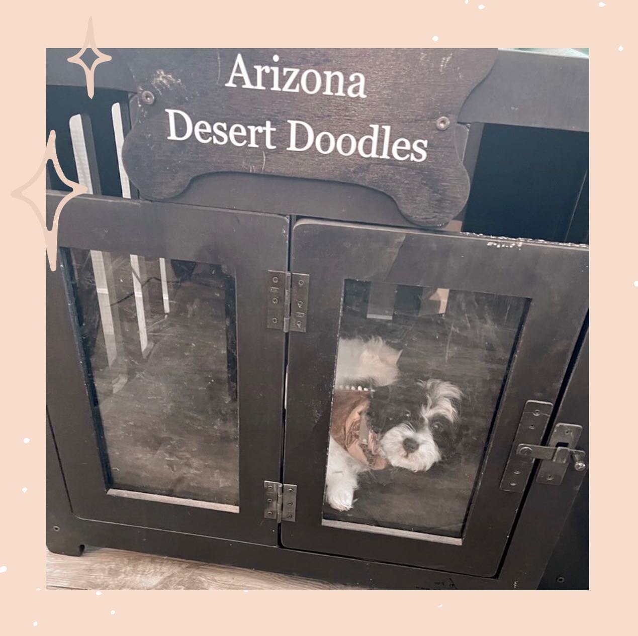 Bernedoodles started going home this weekend ✨ so excited to see them go off to their furever families! We still have 2 available! Message for details!
.
.
.

#bernedoodlesofinstagram  #doodlesofinstagram #doodlesofarizona #arizona #doodlebreeder #ar