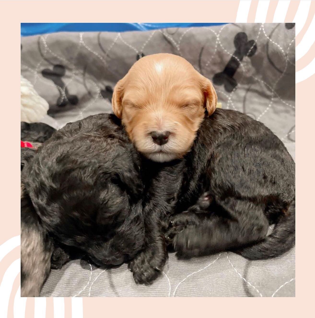 Don&rsquo;t forget about Ellie&rsquo;s cavapoos 🤍 we have 6 available puppies from this litter! Message for details!
.
.
.

#cavapoosofinstagram #doodlesofinstagram #doodlesofarizona #arizona #phoenix #doodlebreeder #arizonabreeder #responsiblebreed