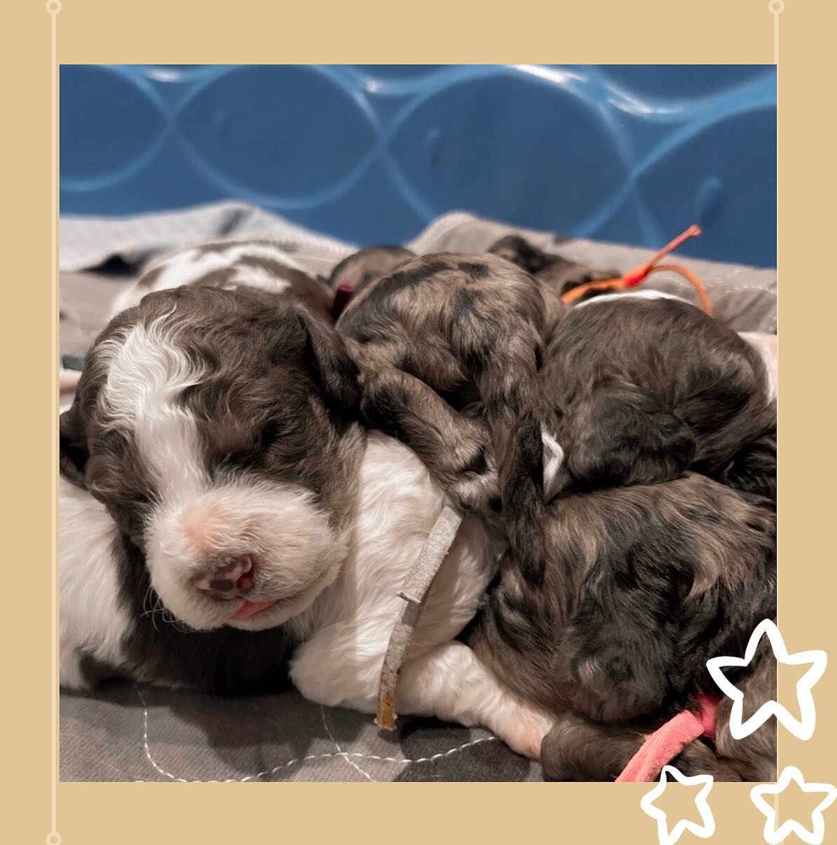How precious is this cavapoo litter?! 🤍
.
.
.

#cavapoosofinstagram #doodlesofinstagram #doodlesofarizona #arizona #phoenix #doodlebreeder #arizonabreeder #responsiblebreeders #puppiesofinstagram #dogsofinstagram #puppylove #doodlelove #doodlelovers