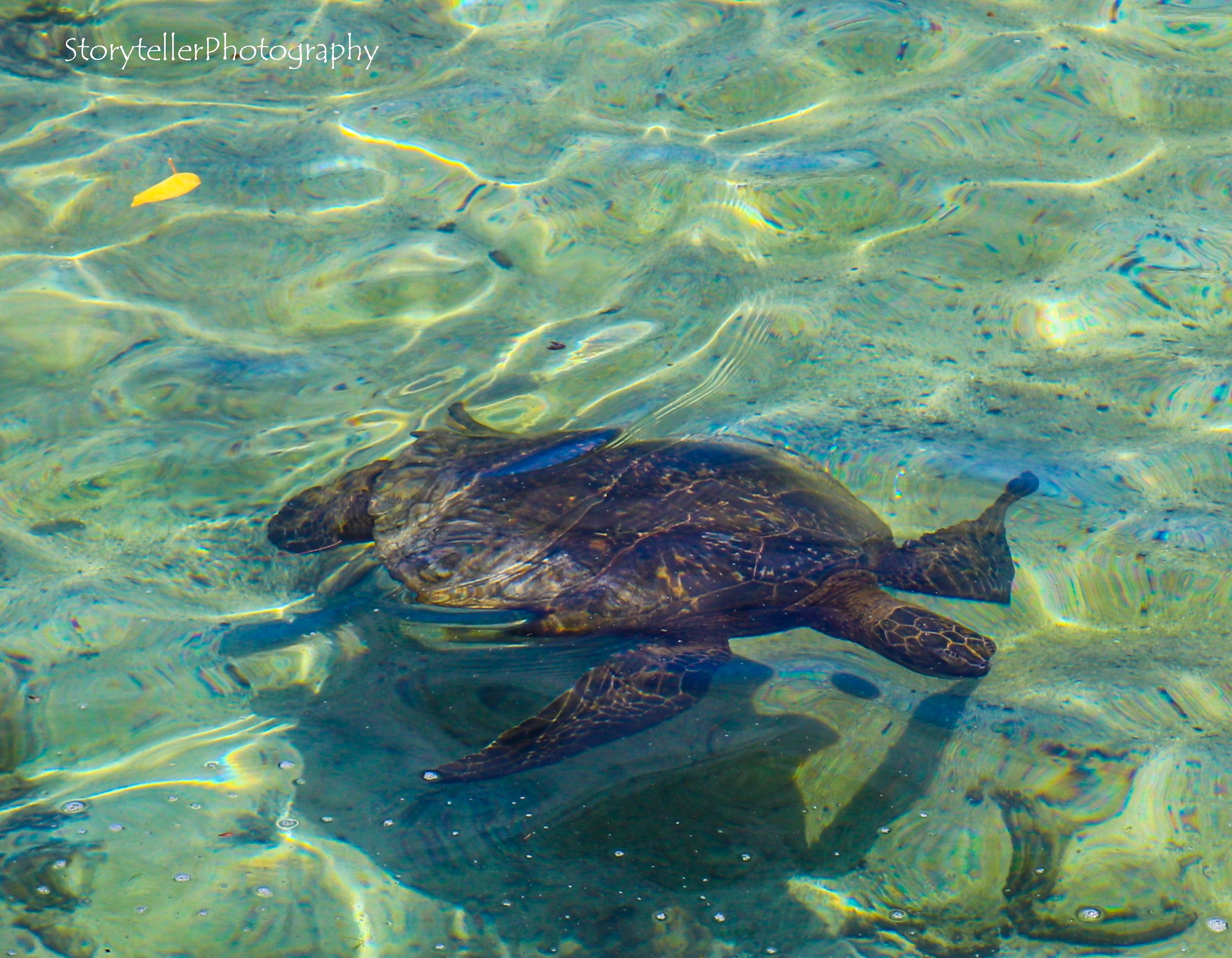 Sea Turtle Visit