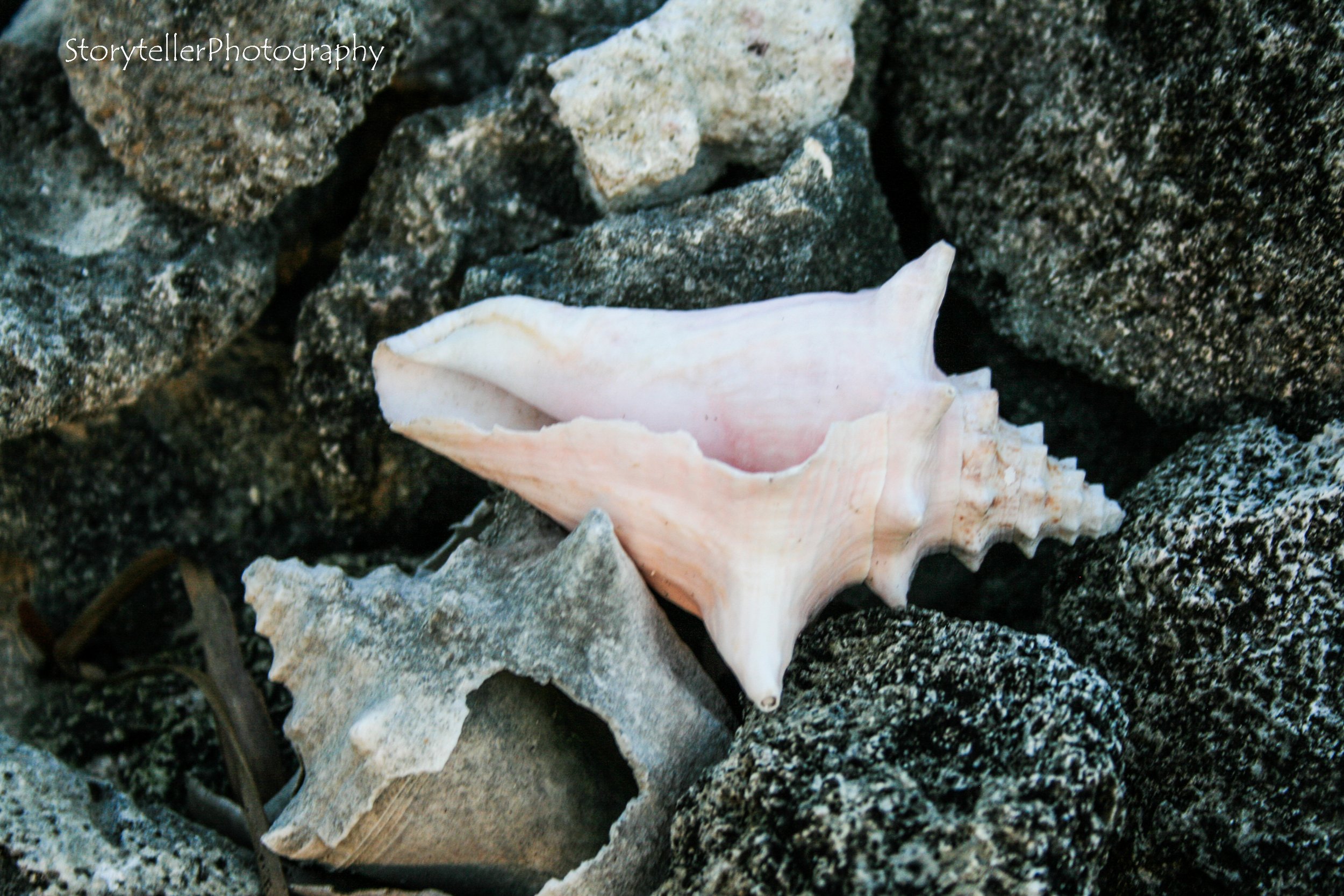 Sea Shell