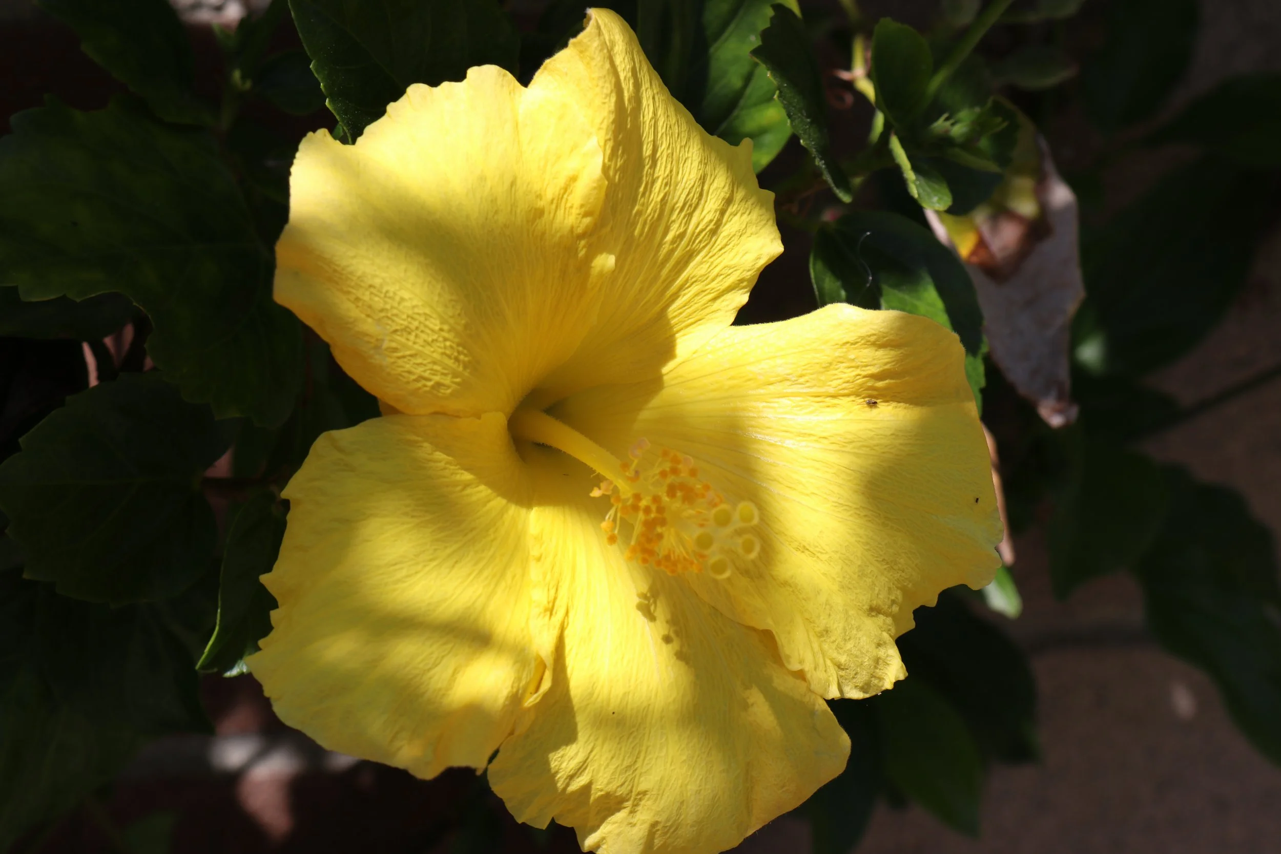 Hibiscus