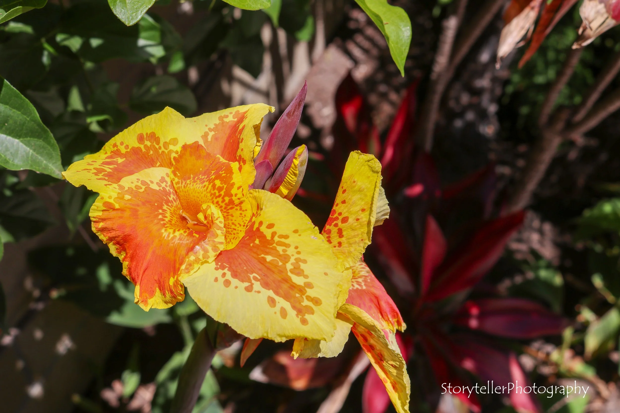 Tiger Lily