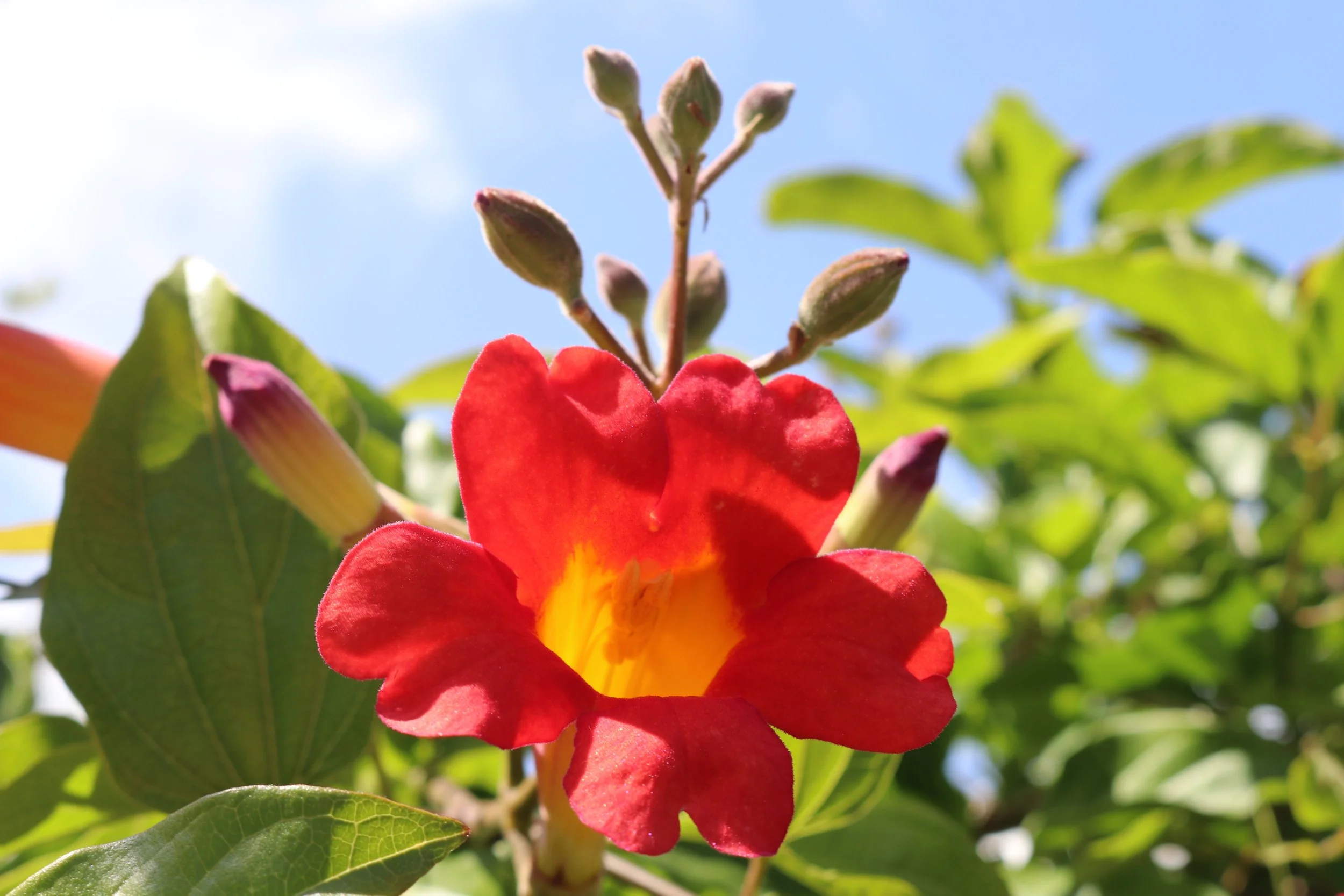 Sun Highlighted Bloom