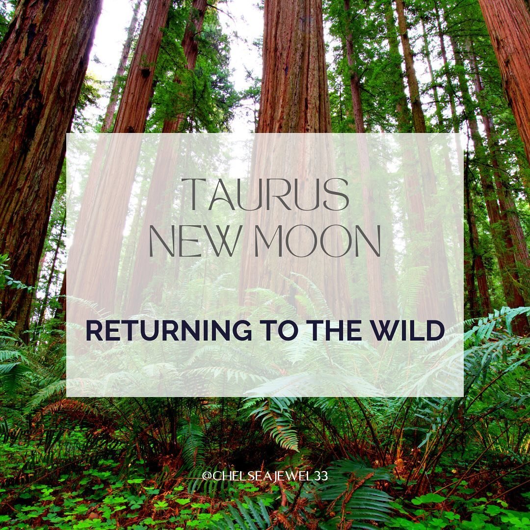 Happy New Moon in Taurus 🌙🌱🌺🌻✨ What seeds qre you planting?