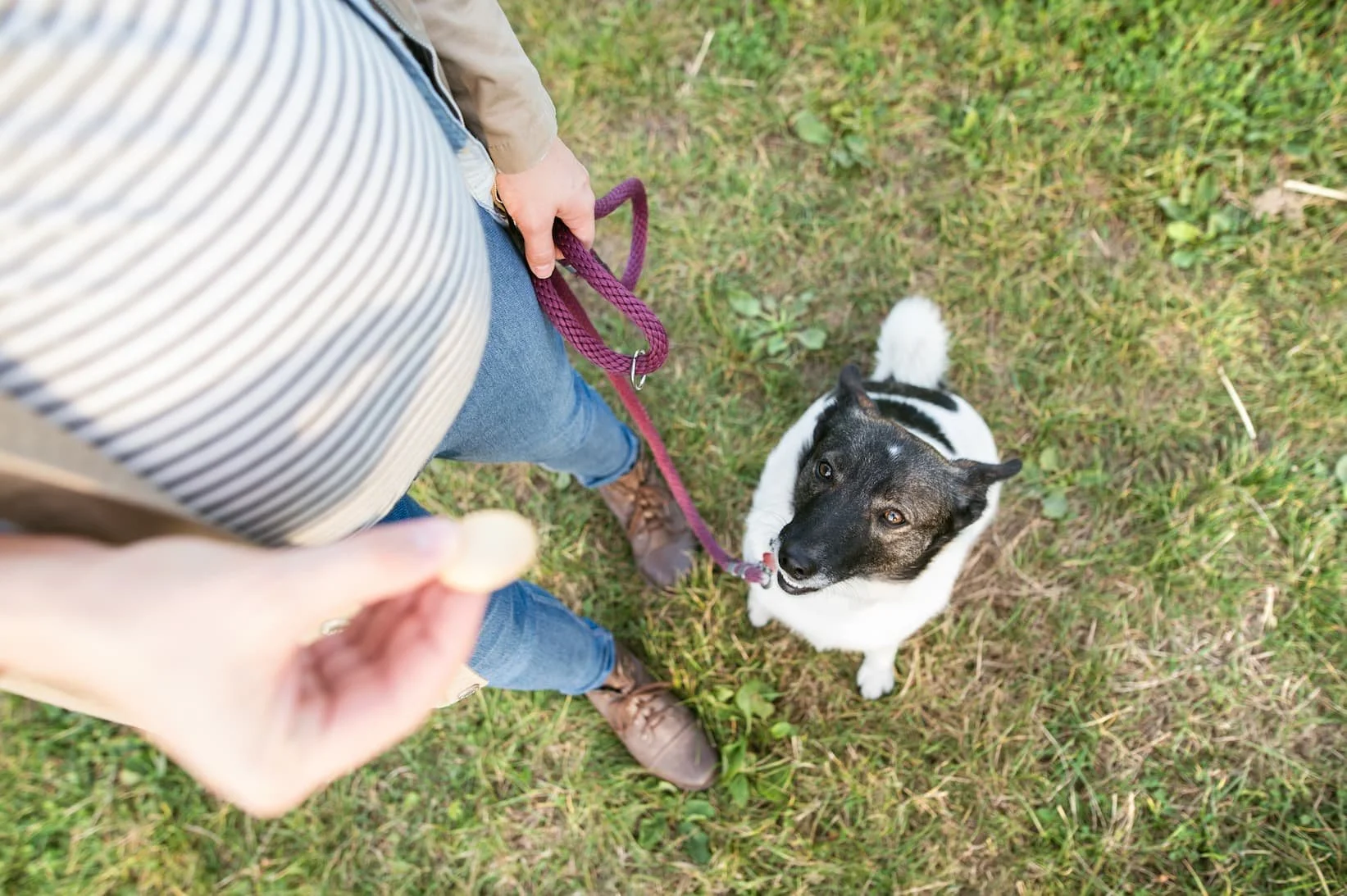 How to Stop Your Dog from Pulling on the Leash | A Trainer's Practical Guide