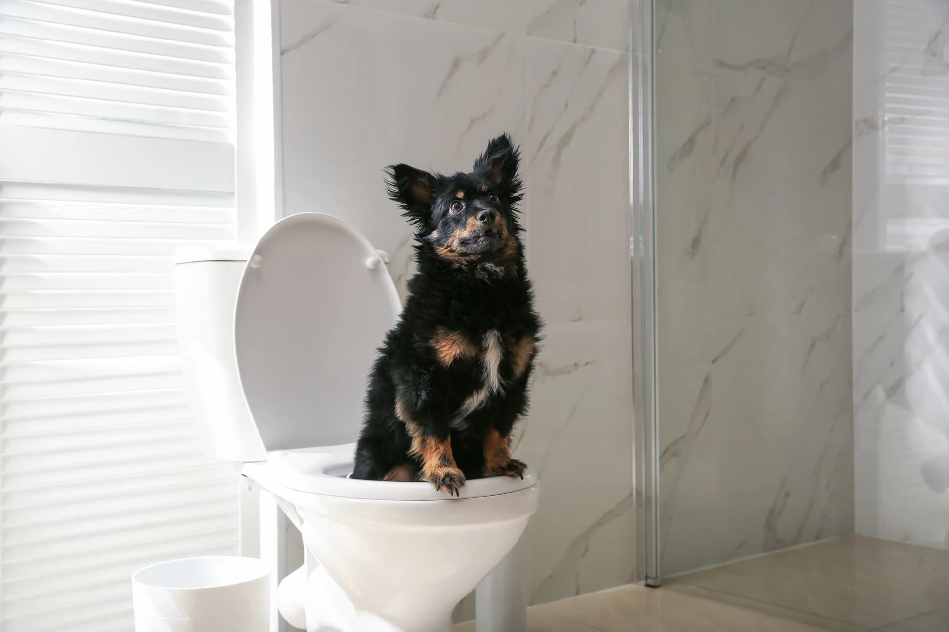 How to Potty Train Your Puppy Quickly and Kindly