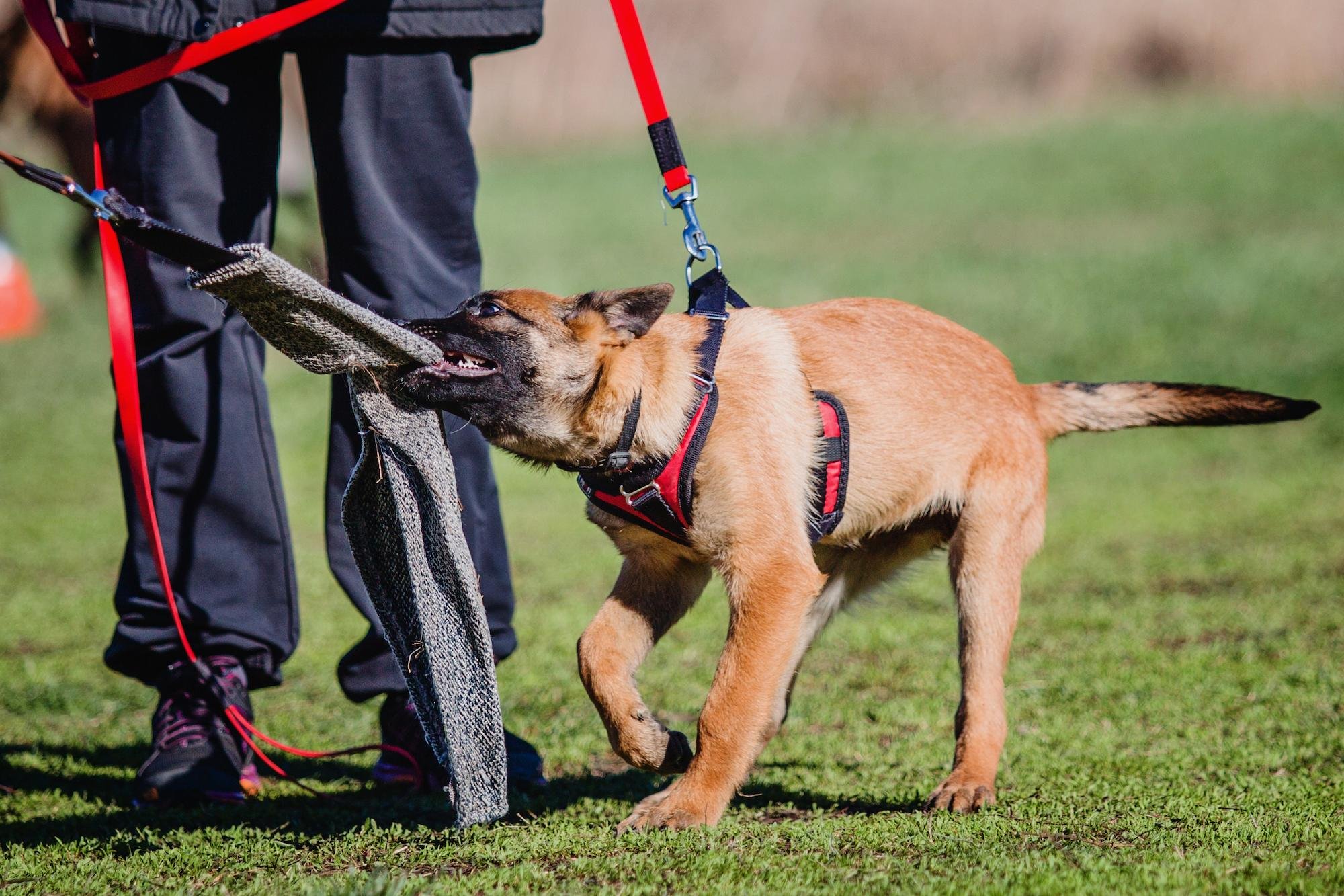 Understanding Leash Reactivity in Dogs: A Deeper Look Through Calm Leadership