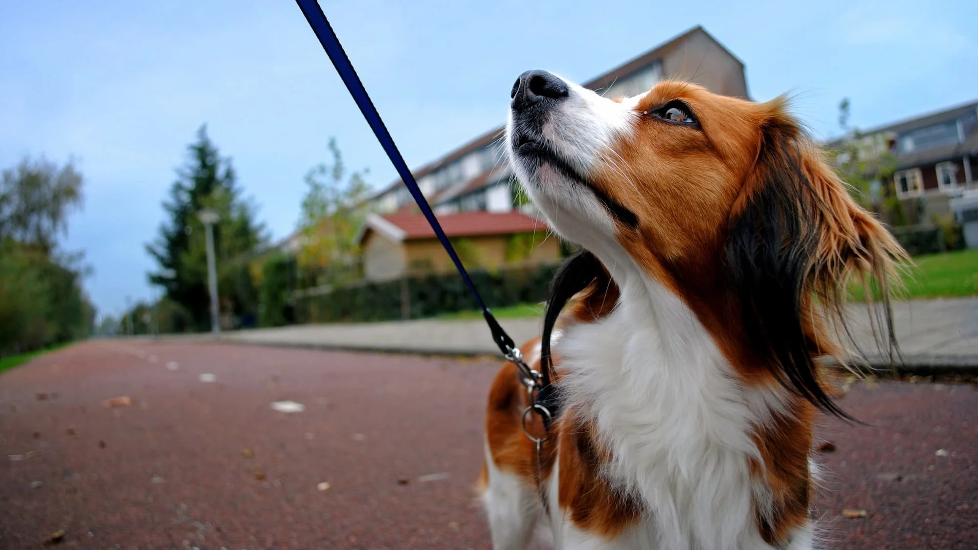 Dog Stops Dead on Leash Walks? Why It Happens and 7 Patient Tips to Get Them Moving Again