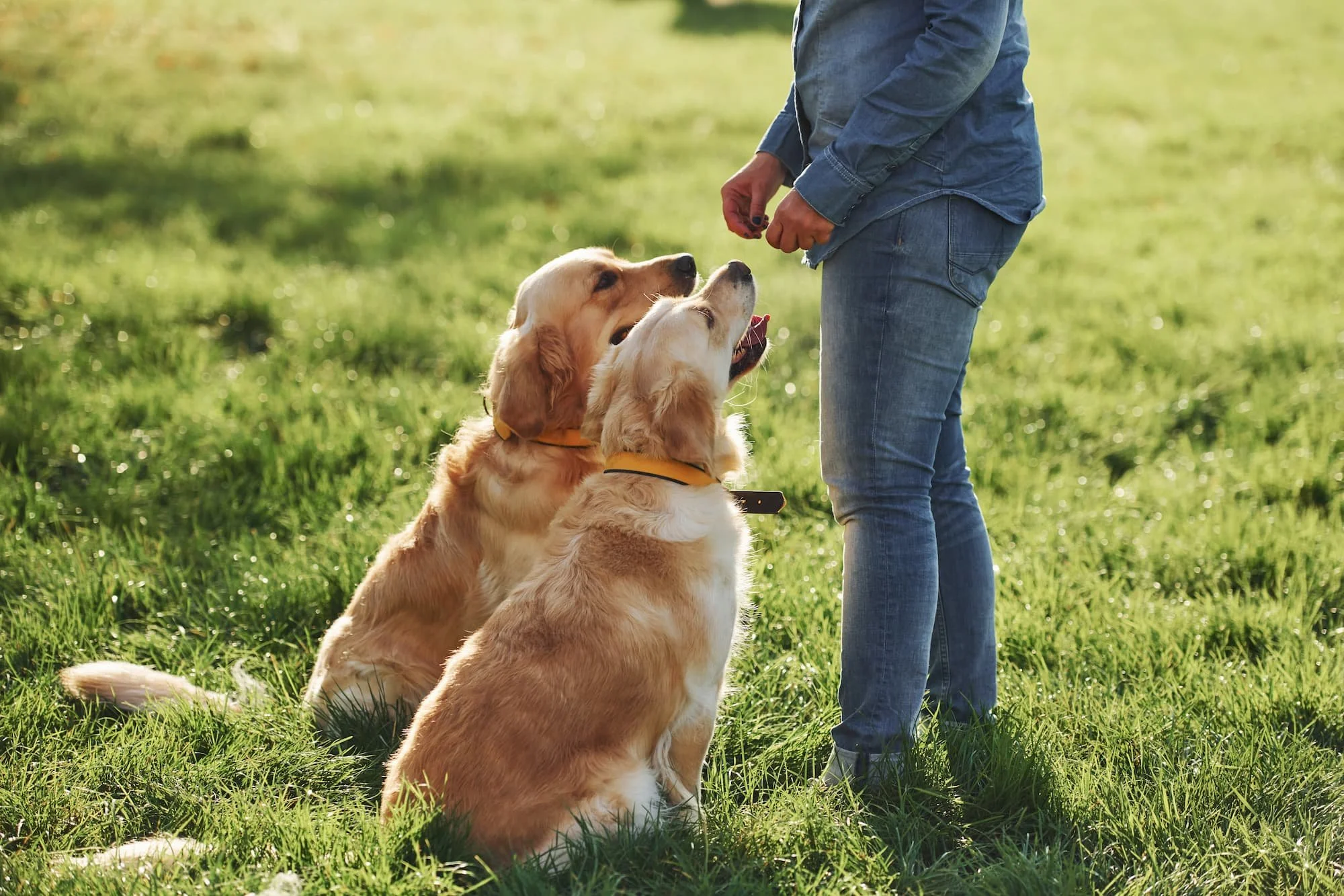 Why Private Dog Lessons in Oklahoma Beat Group Classes Every Single Time