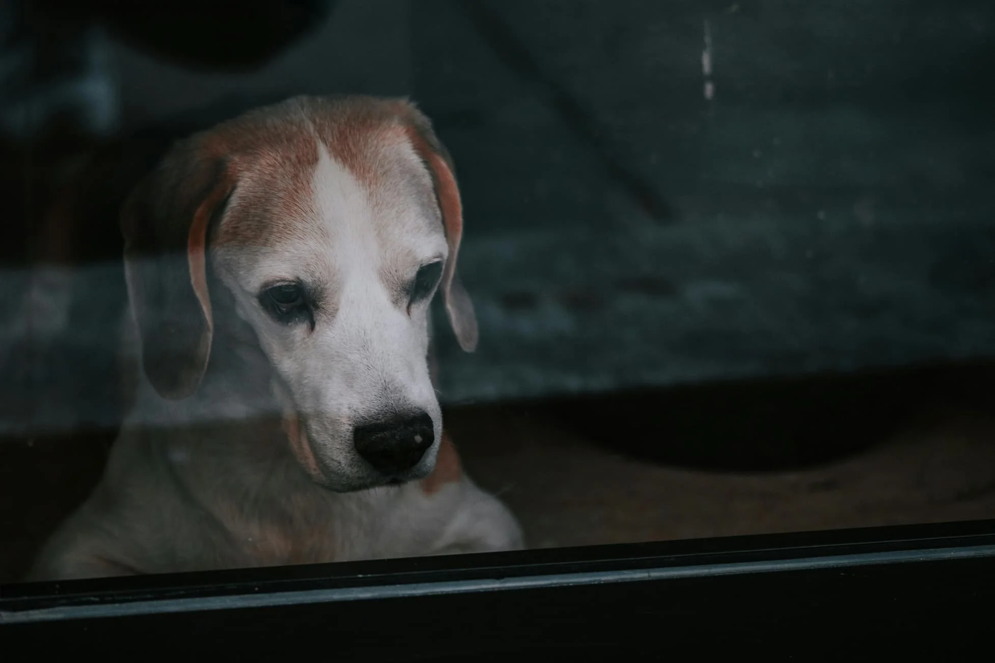 Managing Separation Anxiety: Practical Tools to Help Your Dog Feel Secure When You’re Away