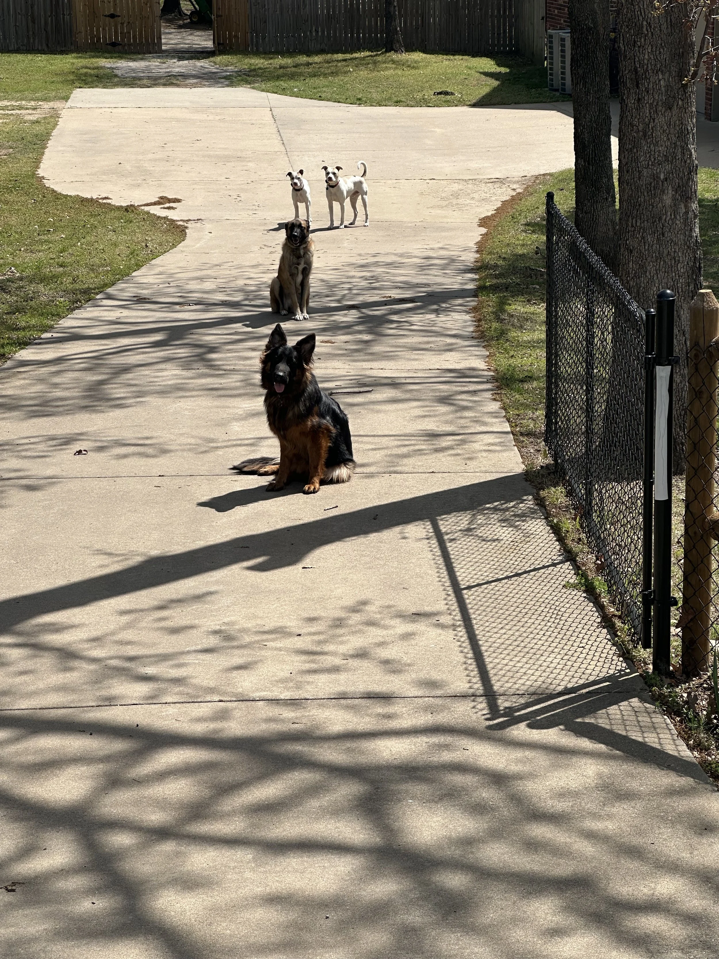 Angus in the Back of the Pack 4-2024.jpg