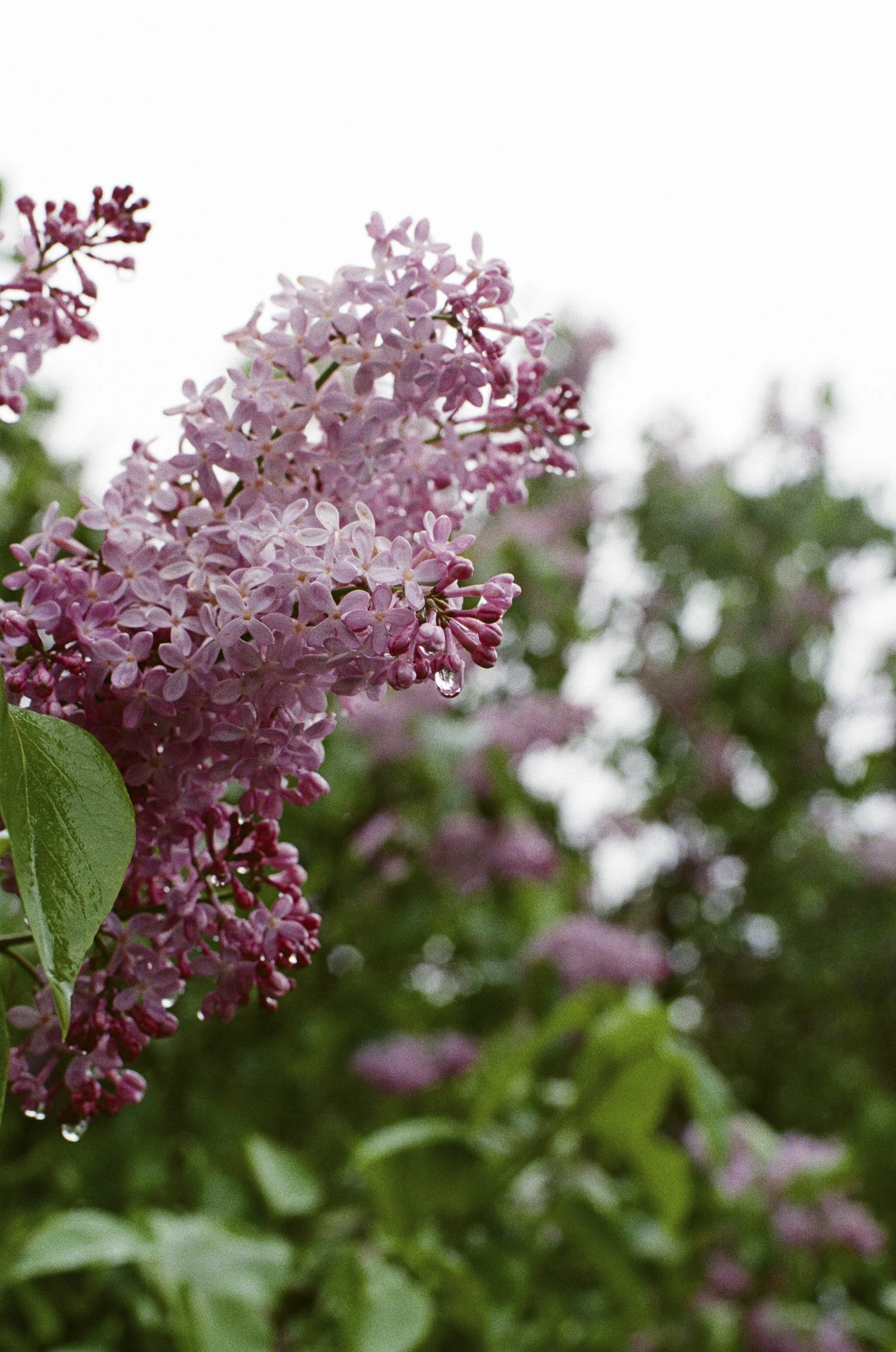 Close-up of pink lilac flowers with water droplets, blurred green foliage in the background, overcast sky.