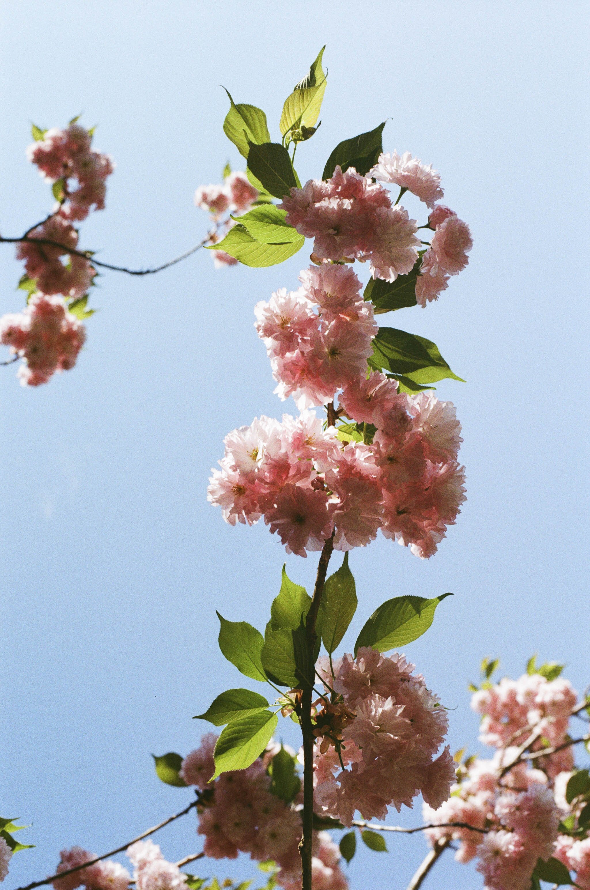 Pink cherry blossoms on branches with green leaves against a clear blue sky.