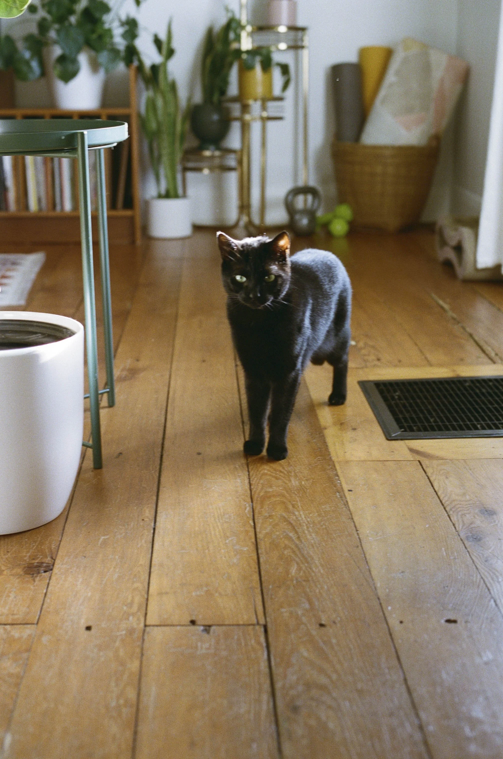 A black cat with green eyes walking on a wooden floor in a cozy, well-decorated living space.