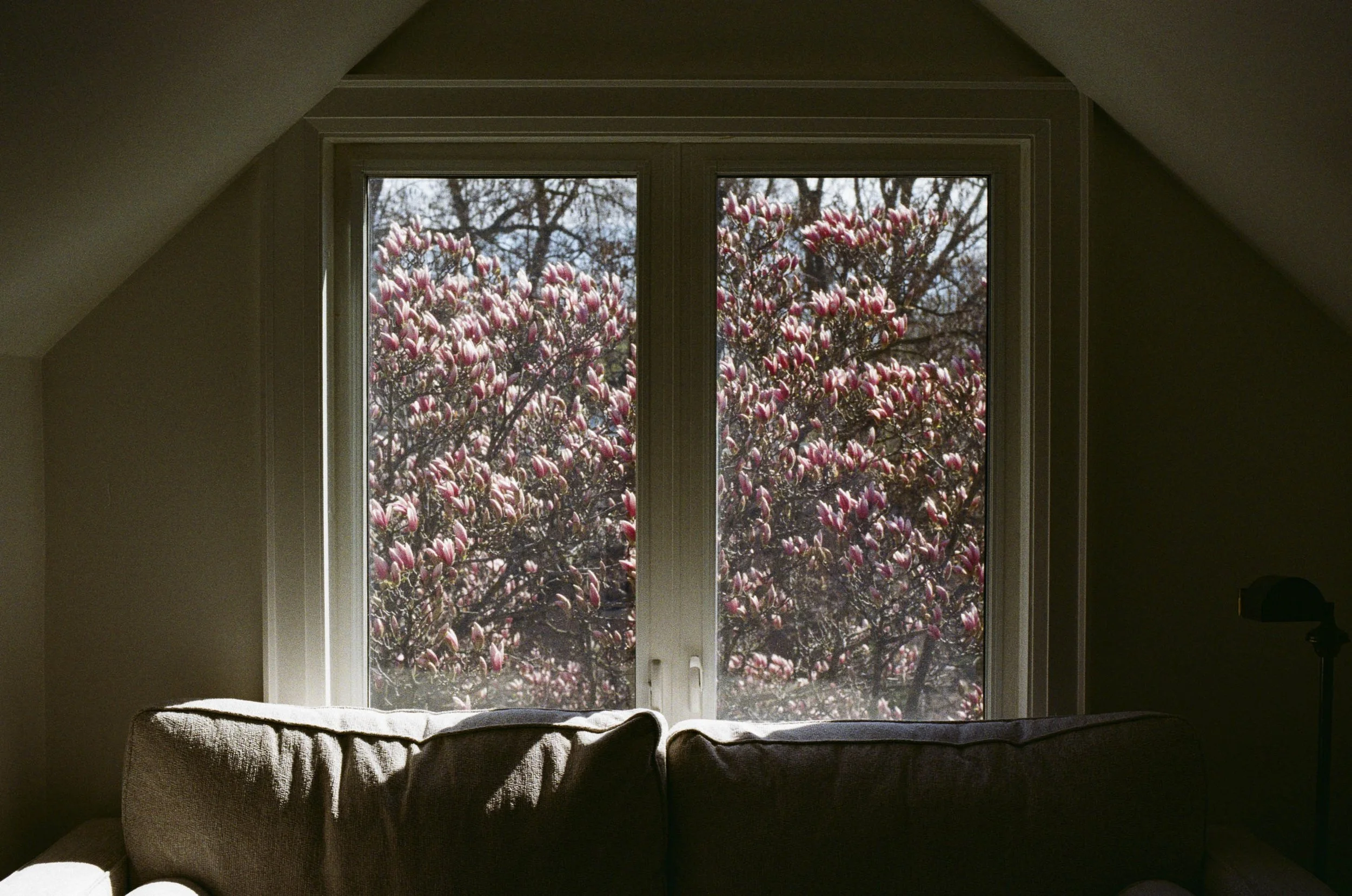 Indoor room with a large window overlooking blooming pink magnolia trees outside.