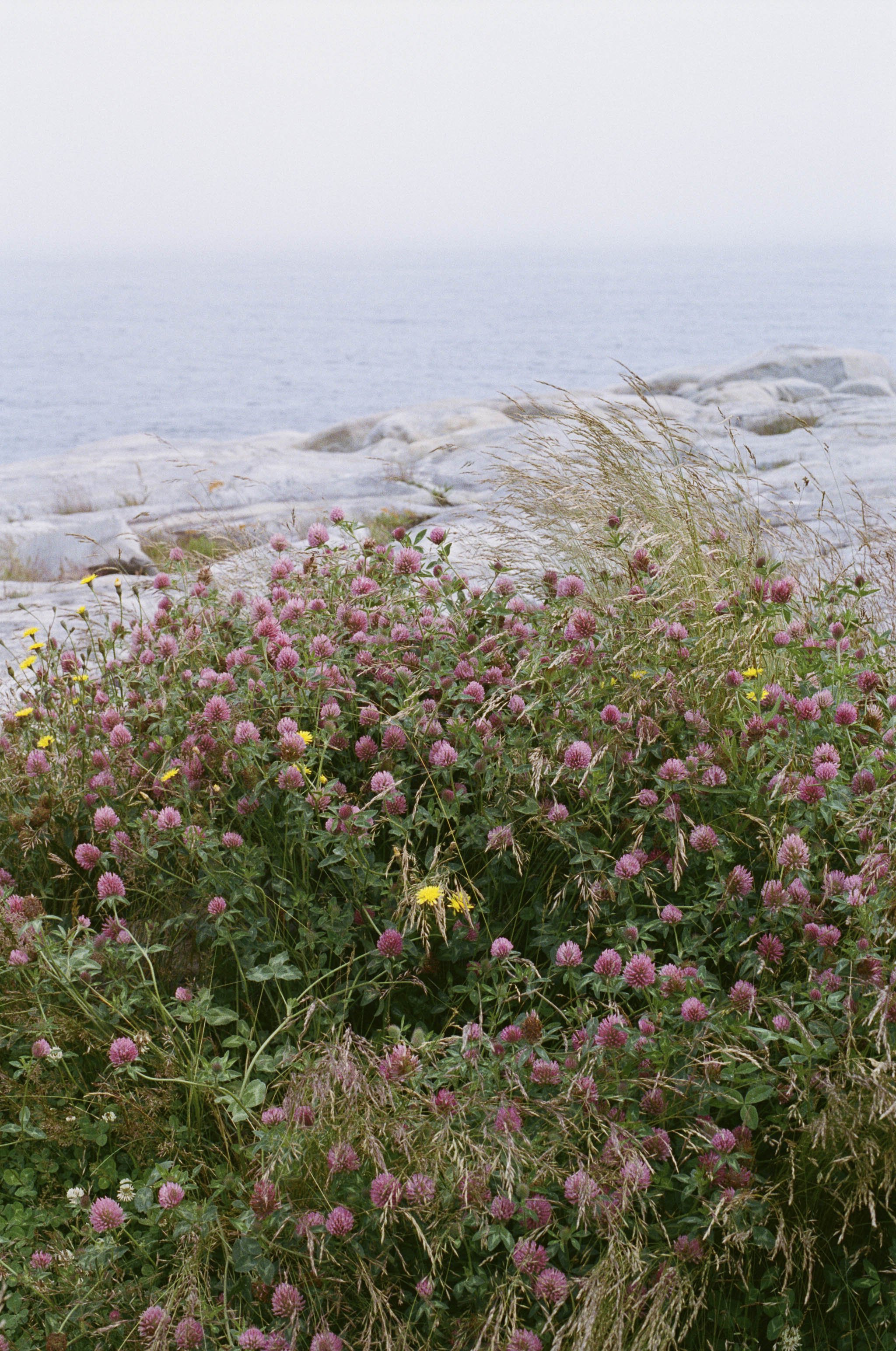 Pink flowers and tall grasses grow along a rocky shoreline with calm water in the background.
