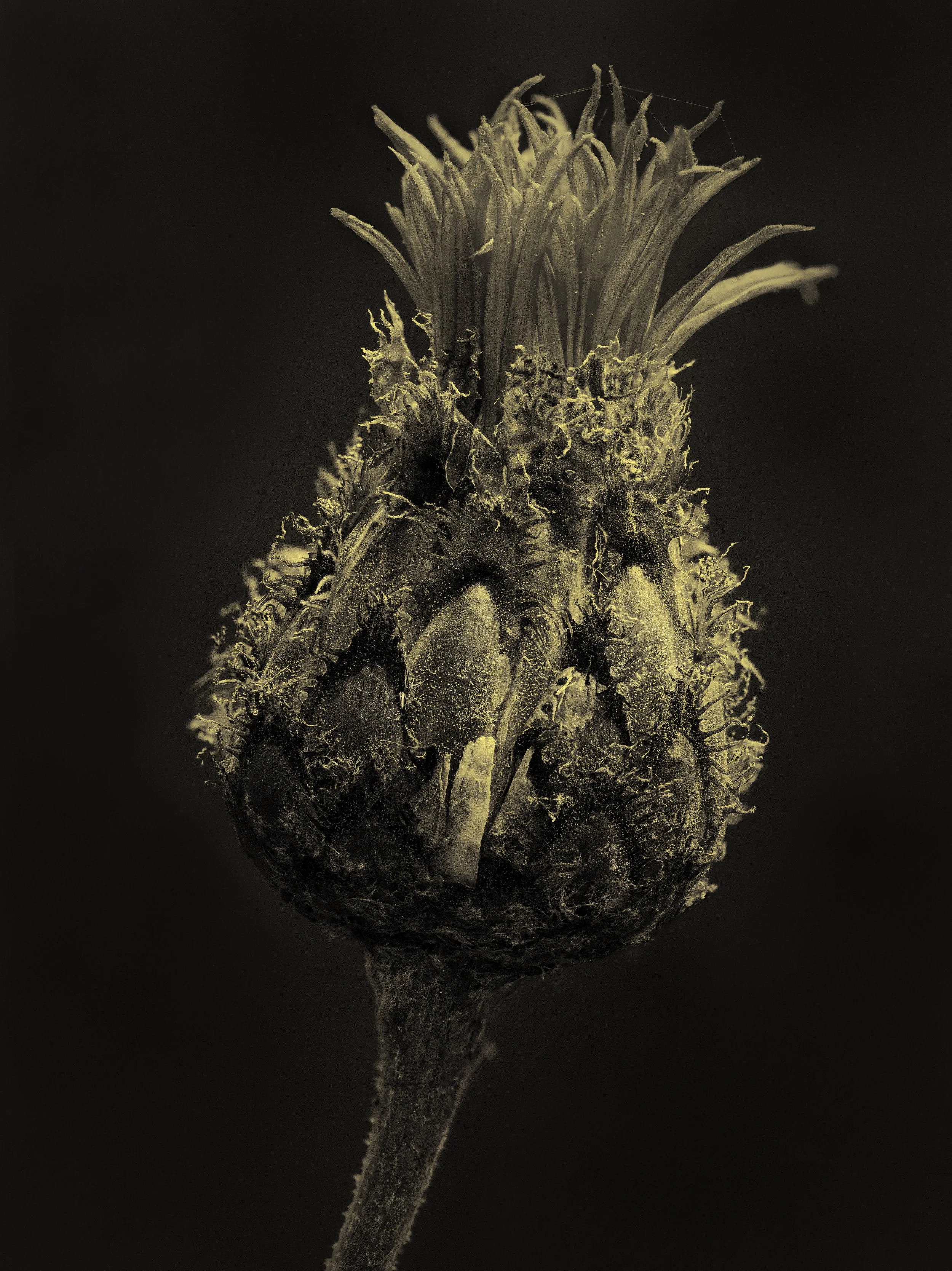 2021-05-30 17-04-06 (B,Radius3,Smoothing4)_edited-1.jpg