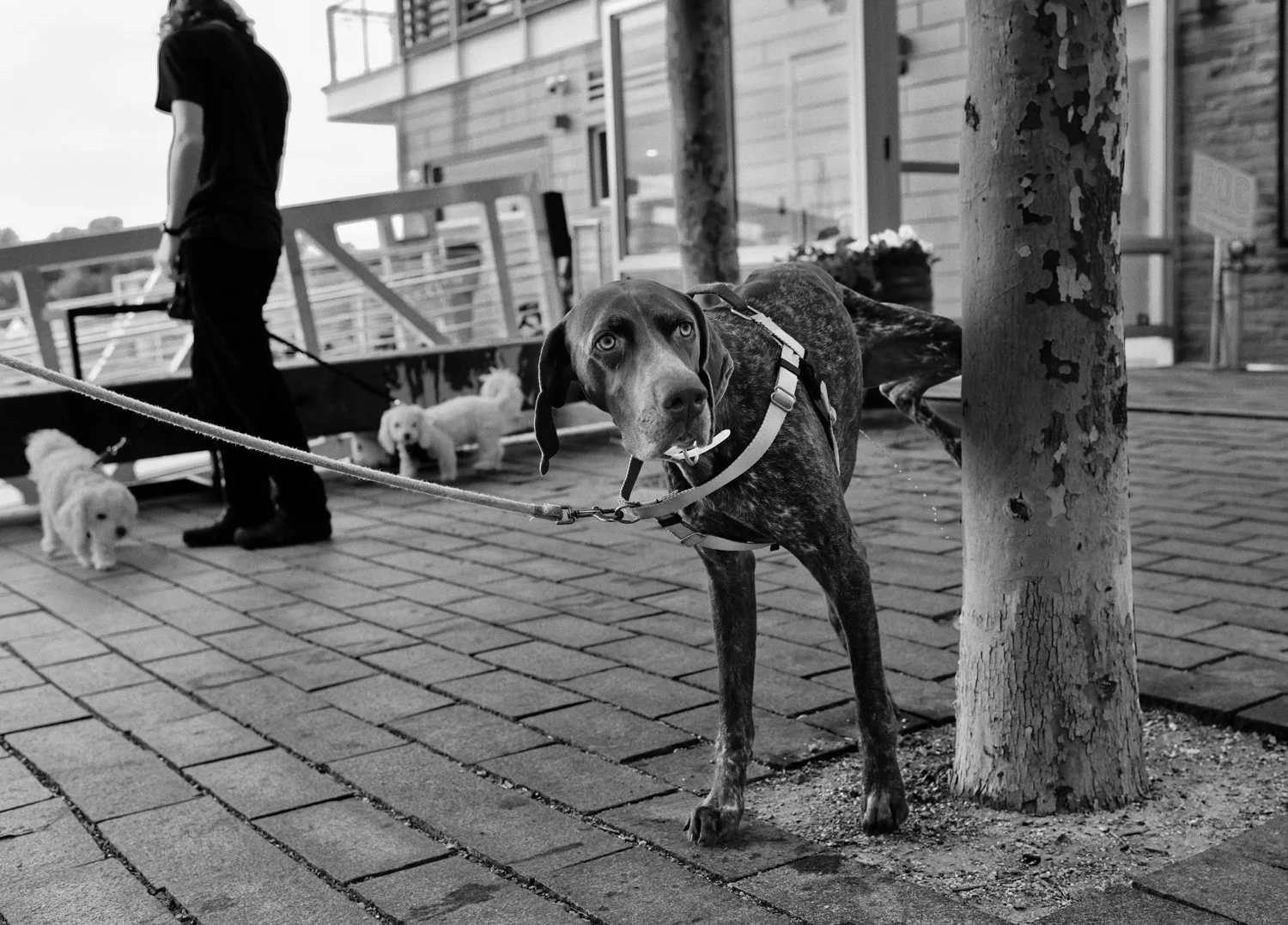 DSC_6978_Nik-edited-1.JPG
