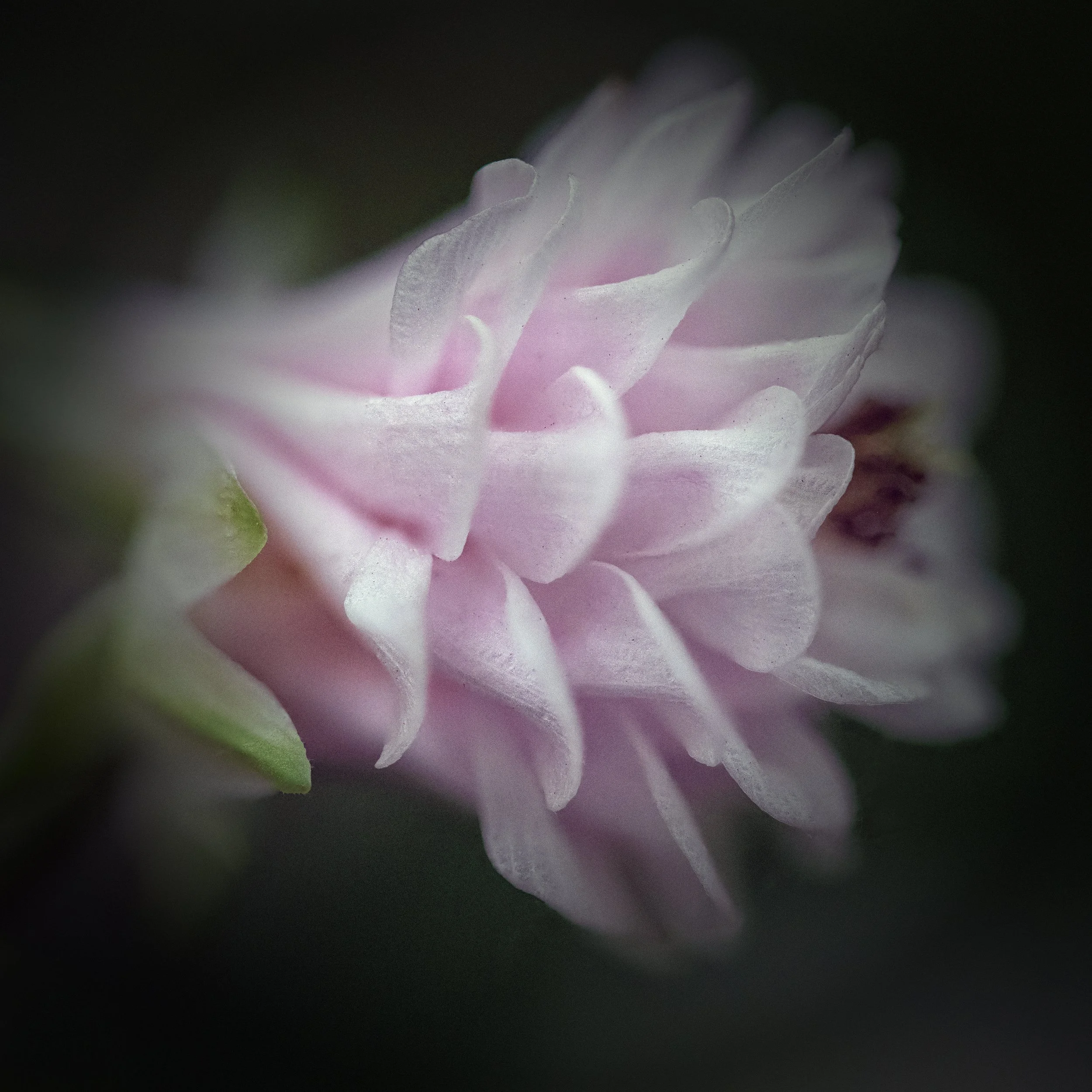 2021-05-16 19-24-56 (B,Radius3,Smoothing4)_edited-1.jpg