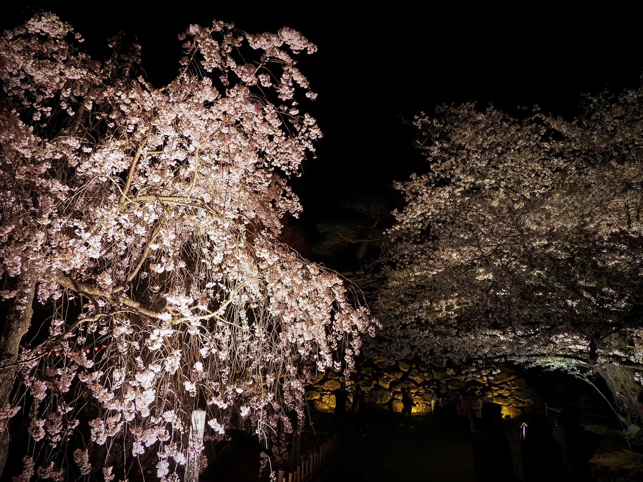 Chie Oshima: 「小諸城址 夜桜の陰影 (Shadows and Light: Night Blossoms at Komoro Castle Ruins)」