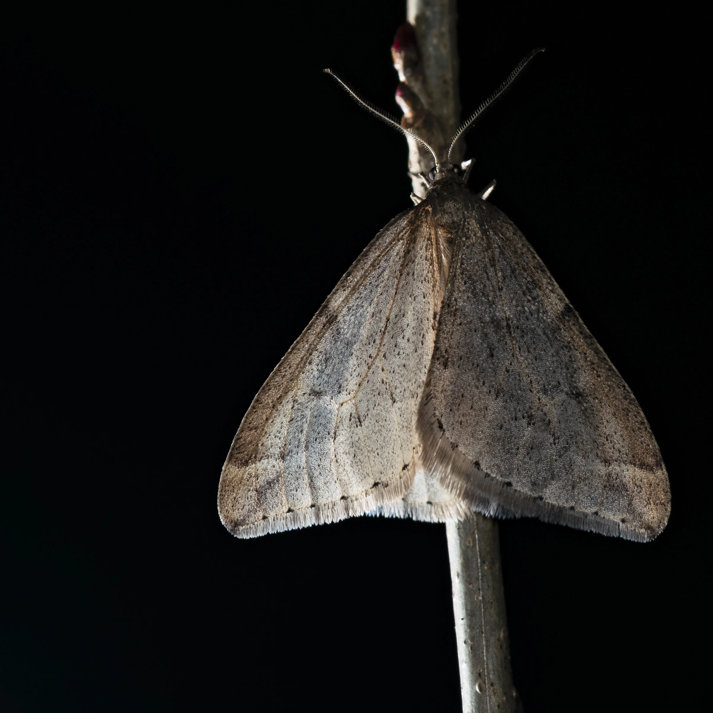 Hidemori Yazaki: 「Moths Calendar 〜軽井沢の蛾の一年〜」
軽井沢町の市街地にある自宅の庭の、夜の暗闇に飛んできた春夏秋冬の蛾たちです。その翅を休めた瞬間を狙って撮影しました。...→