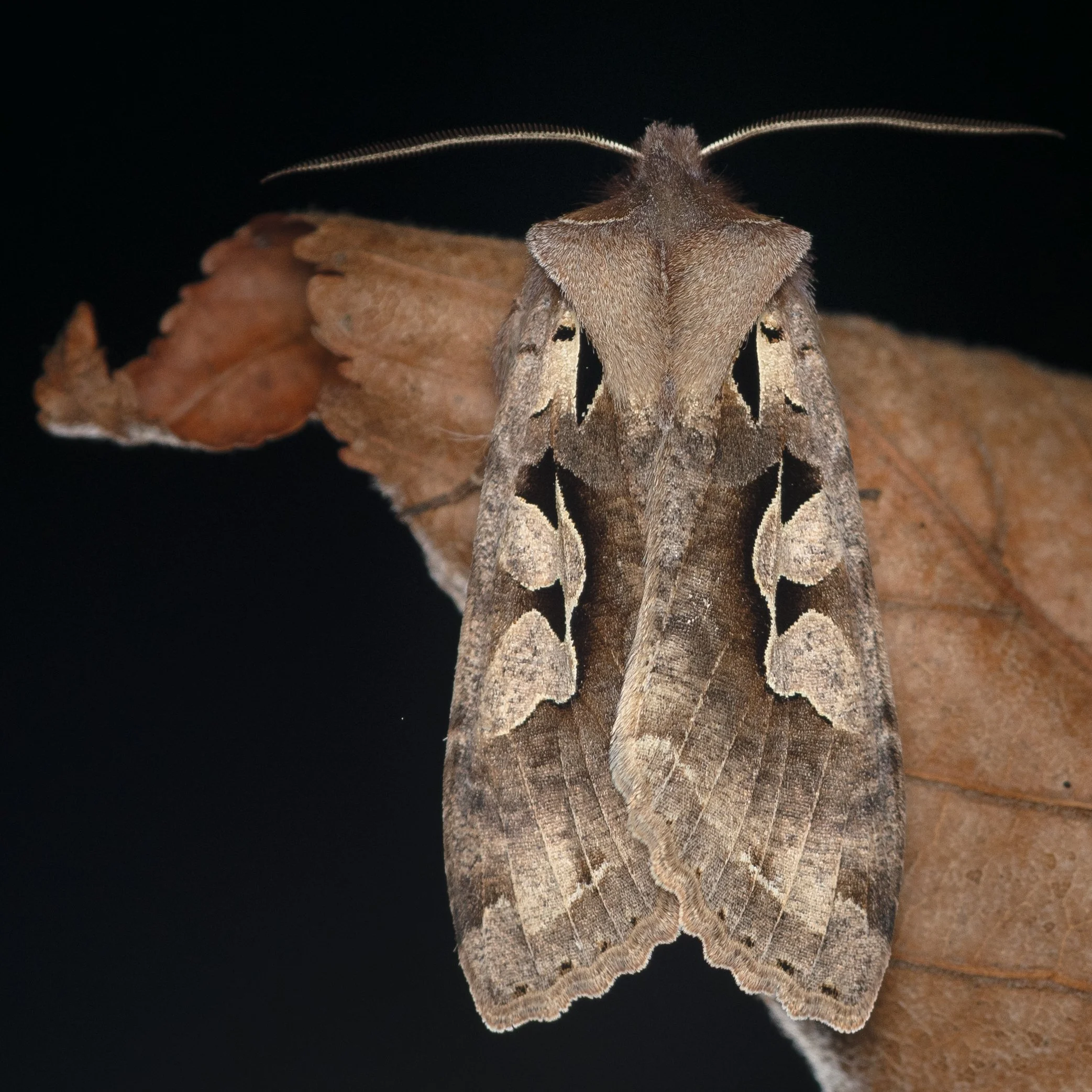 Hidemori Yazaki: 「Moths Calendar 〜軽井沢の蛾の一年〜」