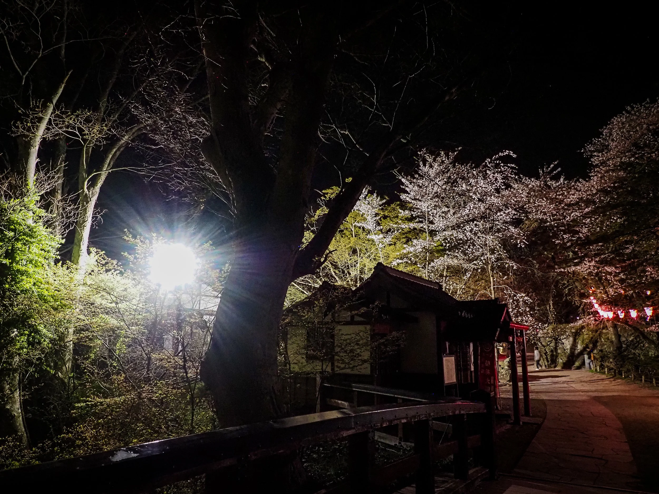 Chie Oshima: 「小諸城址 夜桜の陰影 (Shadows and Light: Night Blossoms at Komoro Castle Ruins)」