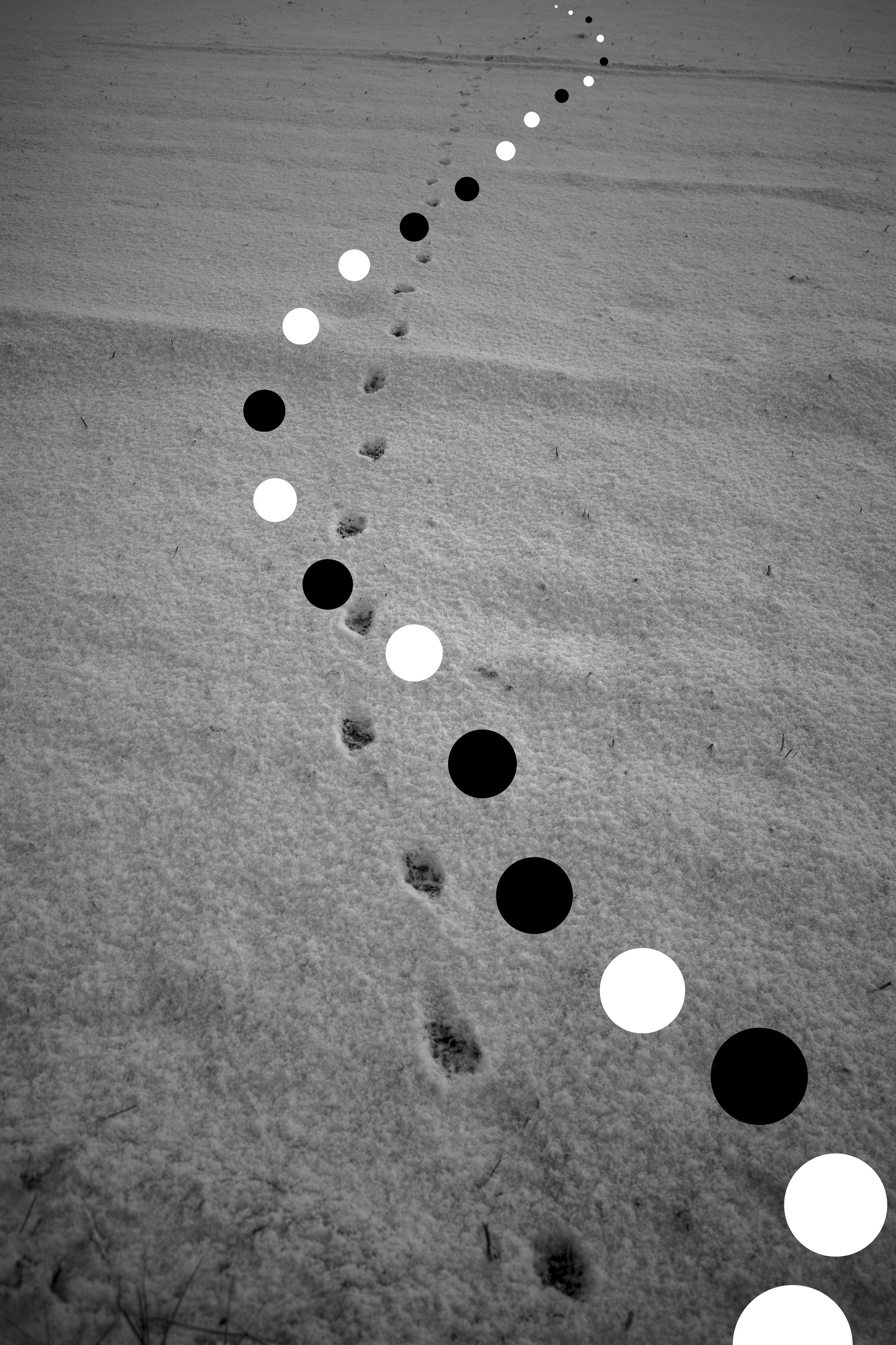 Akira Seo "free bird"