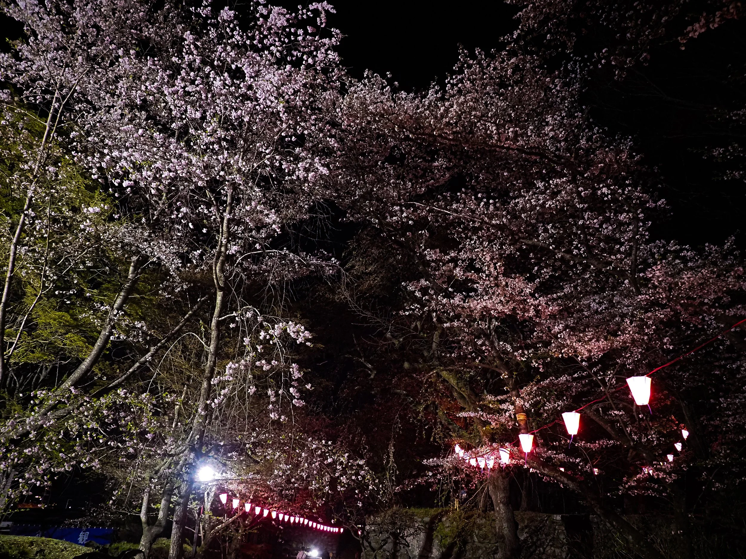 Chie Oshima: 「小諸城址 夜桜の陰影 (Shadows and Light: Night Blossoms at Komoro Castle Ruins)」