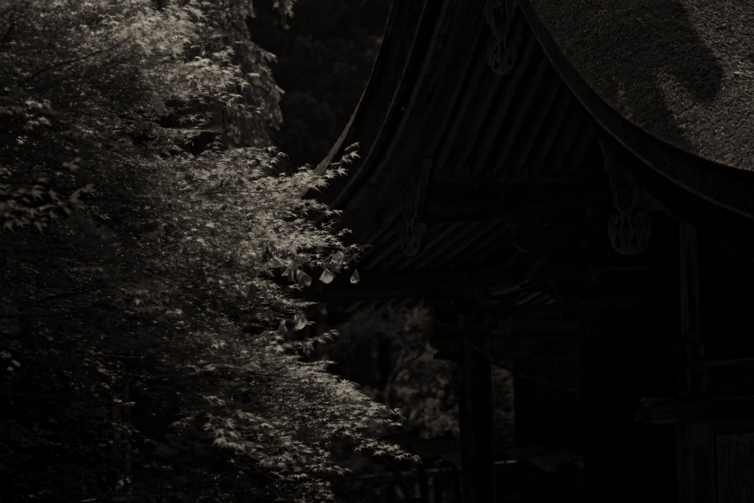Kazuo Nakazawa: 「静けさのはざま / Between Stillness」