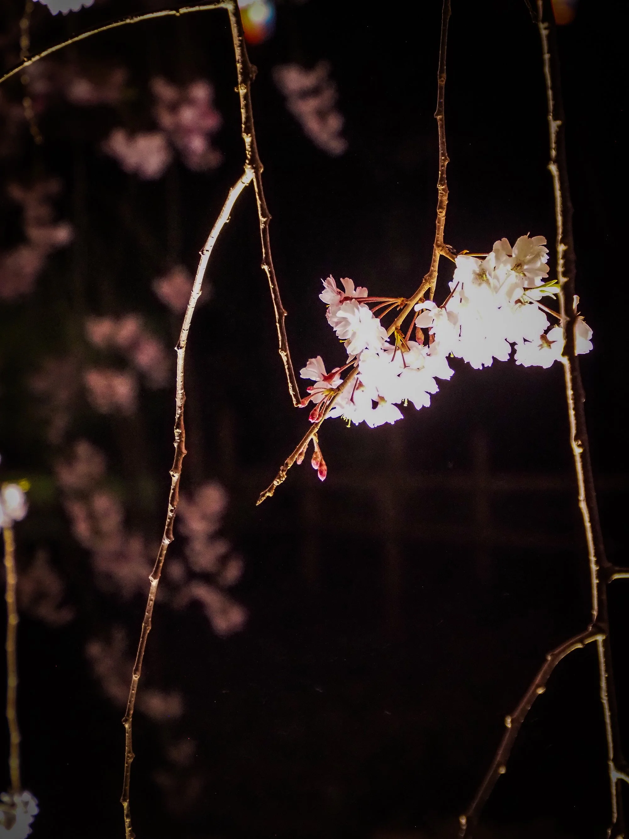 Chie Oshima: 「小諸城址 夜桜の陰影 (Shadows and Light: Night Blossoms at Komoro Castle Ruins)」