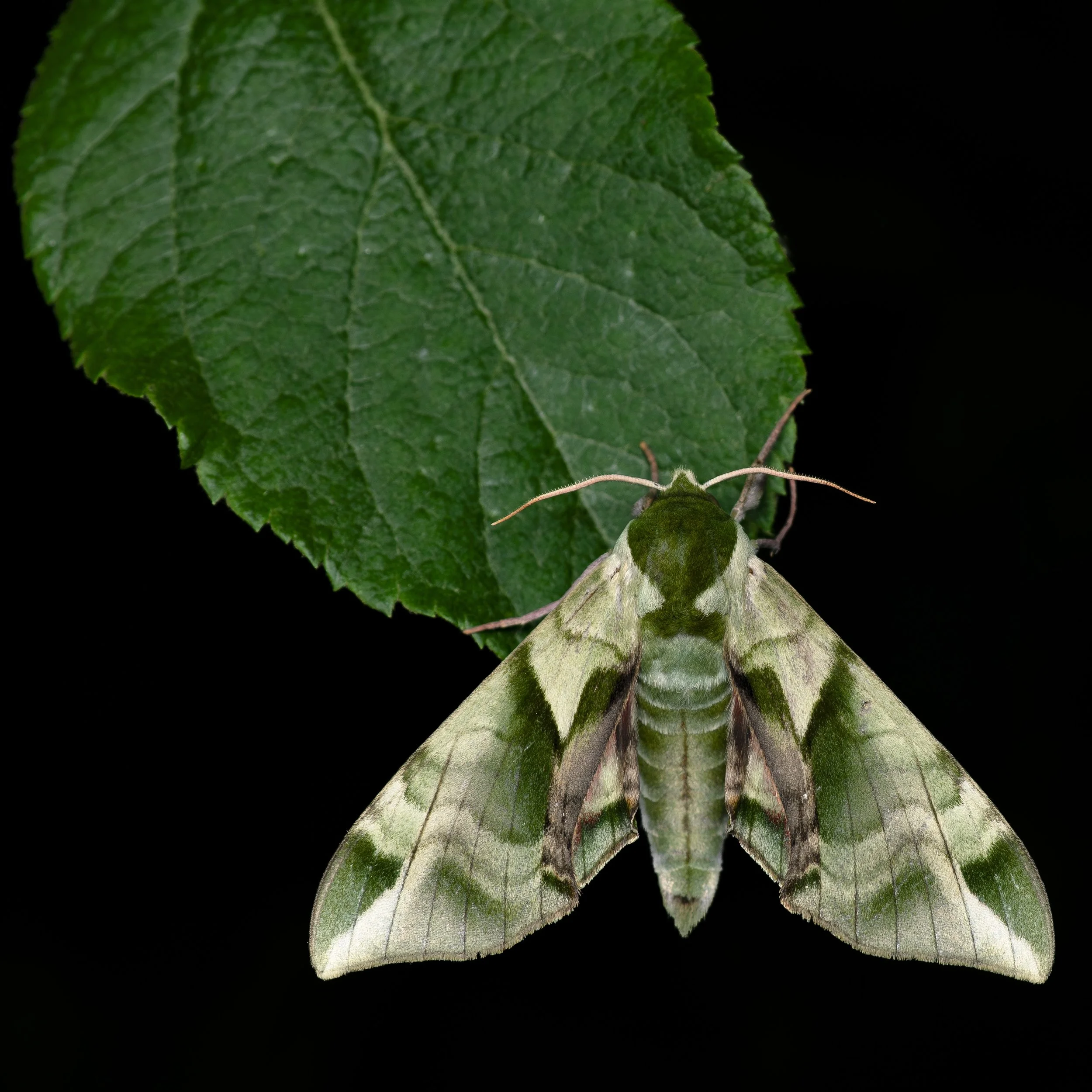 Hidemori Yazaki: 「Moths Calendar 〜軽井沢の蛾の一年〜」