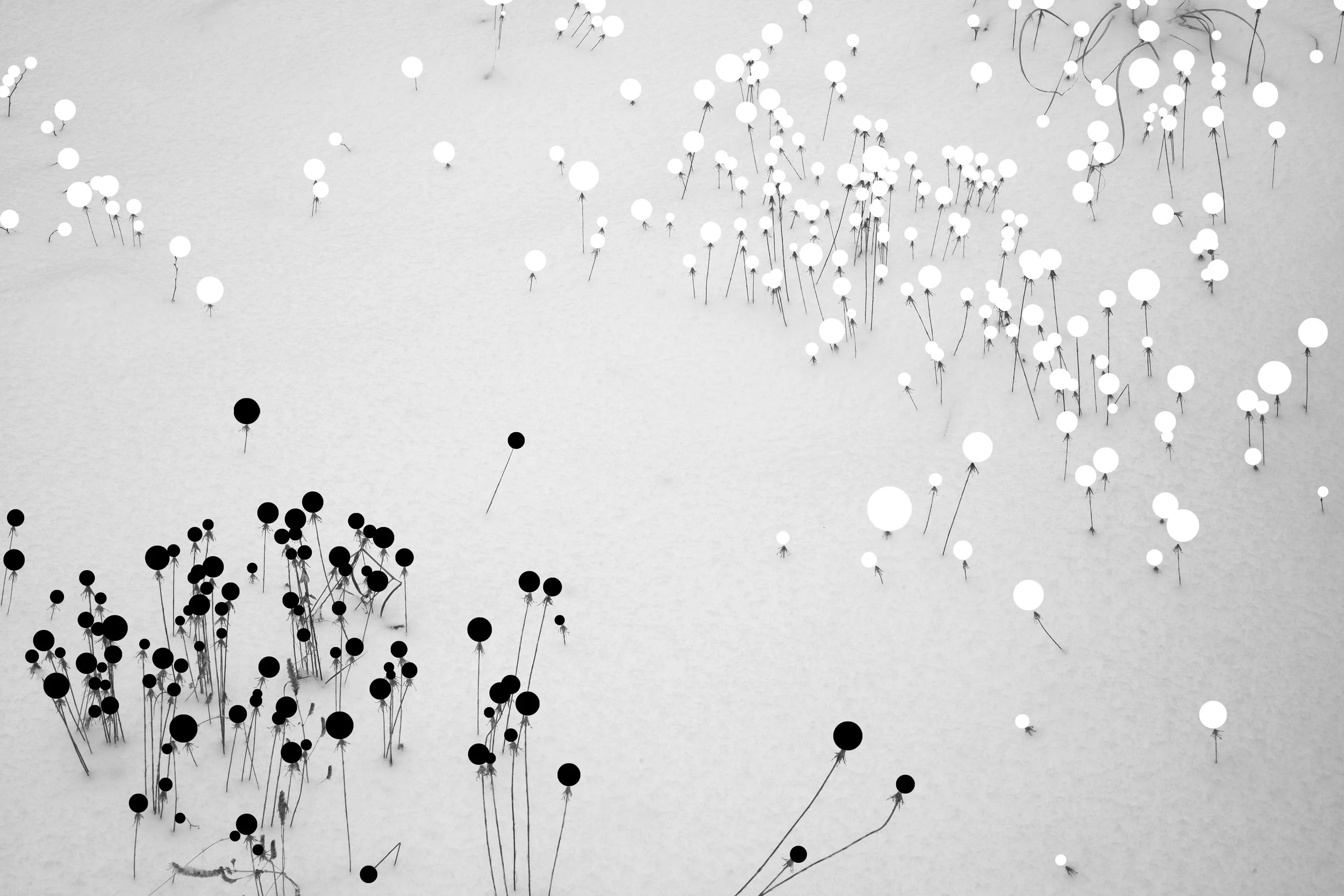 Akira Seo "free bird"