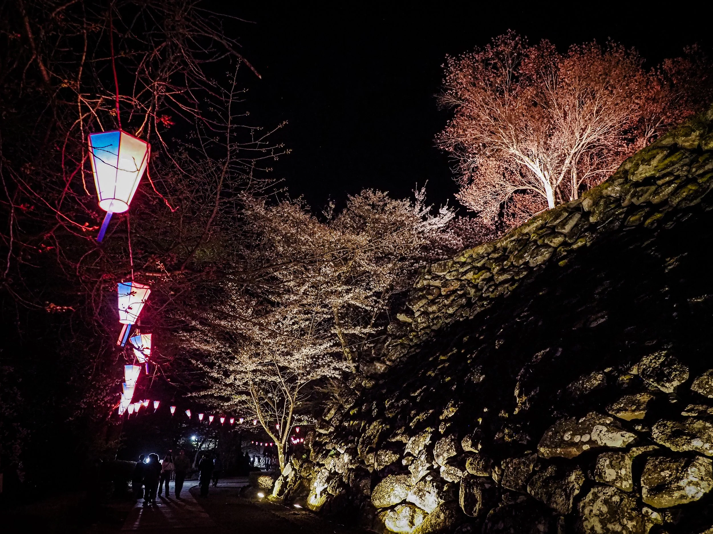 Chie Oshima: 「小諸城址 夜桜の陰影 (Shadows and Light: Night Blossoms at Komoro Castle Ruins)」