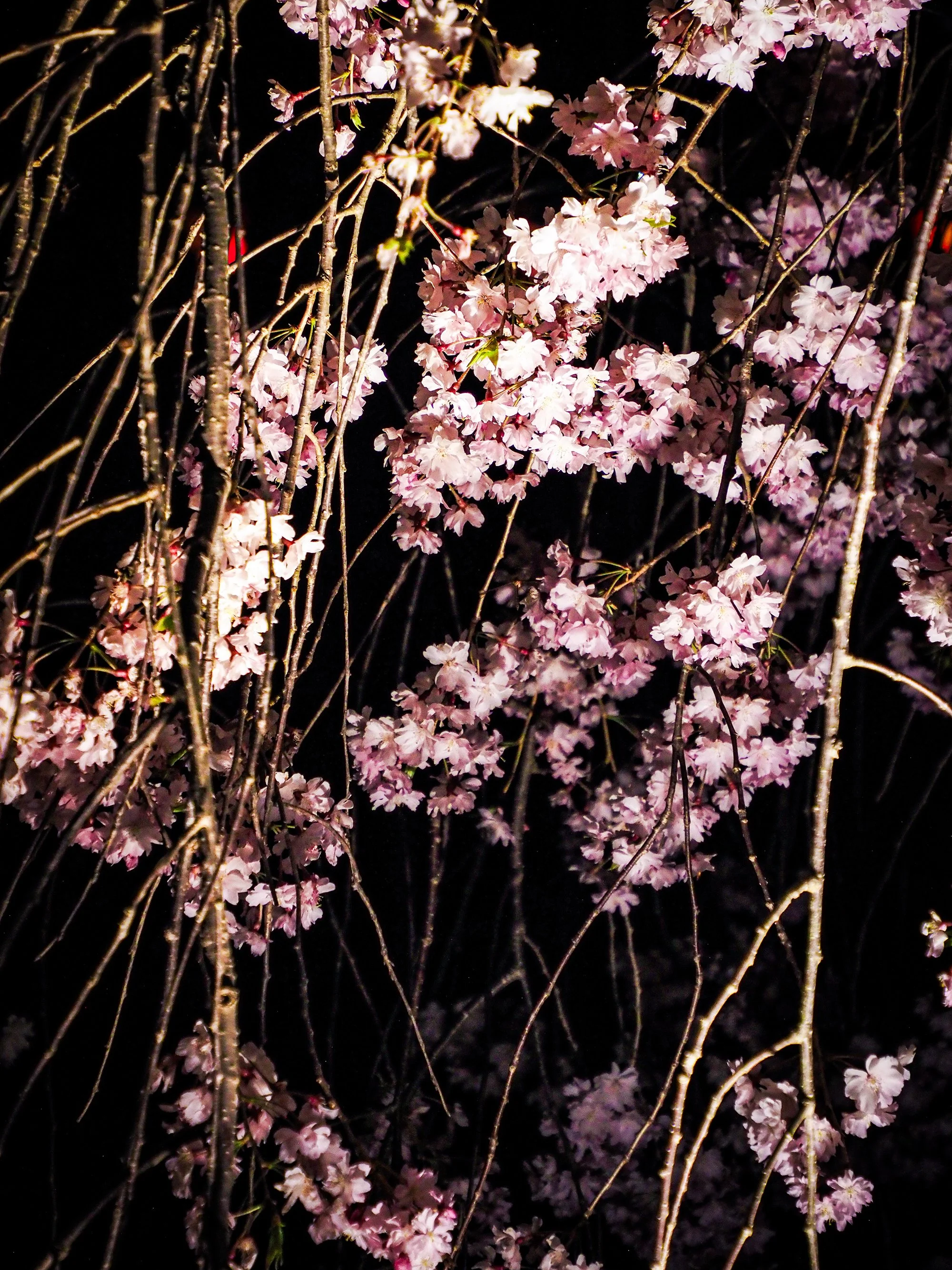 Chie Oshima: 「小諸城址 夜桜の陰影 (Shadows and Light: Night Blossoms at Komoro Castle Ruins)」
