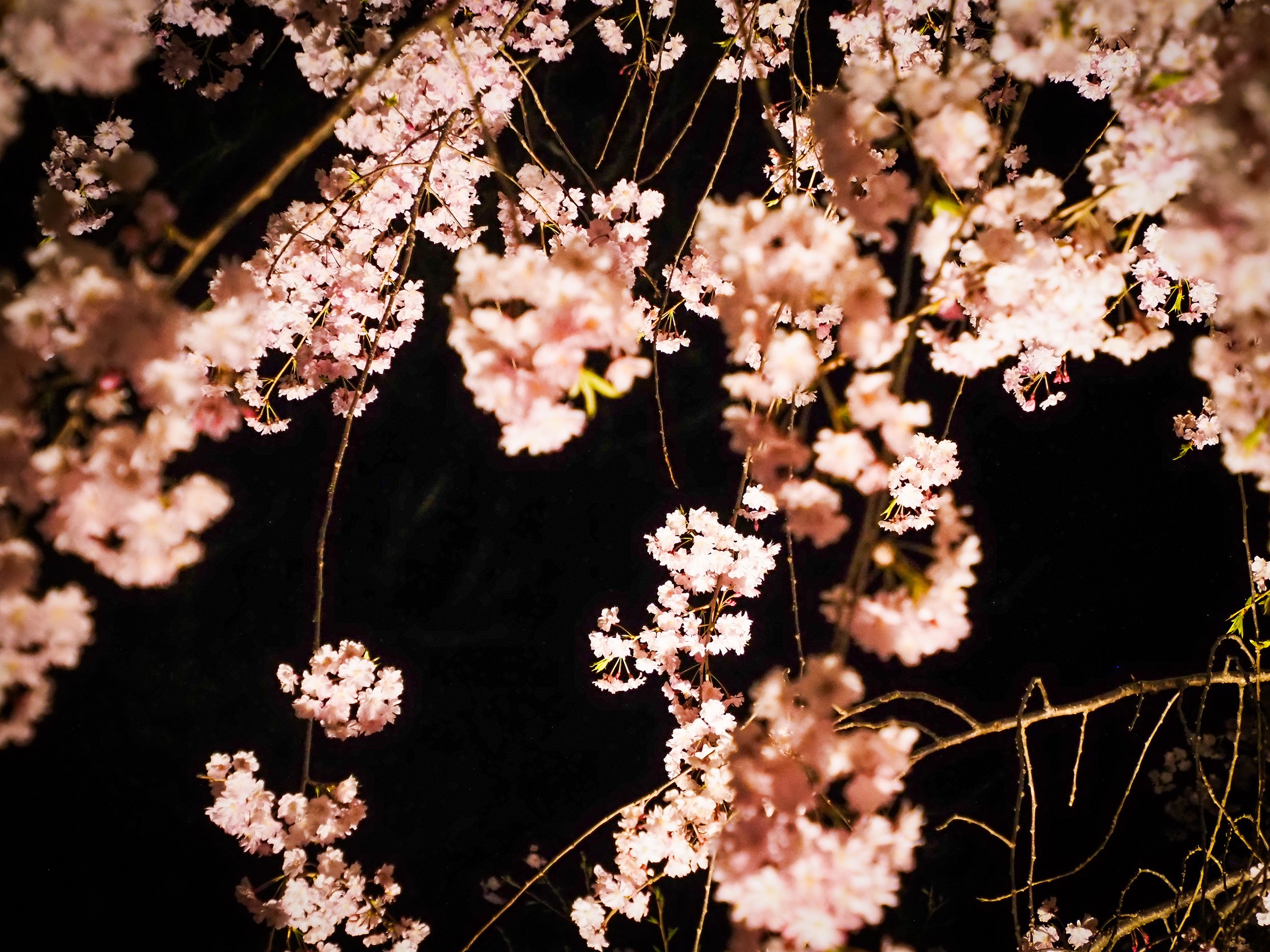 Chie Oshima: 「小諸城址 夜桜の陰影 (Shadows and Light: Night Blossoms at Komoro Castle Ruins)」