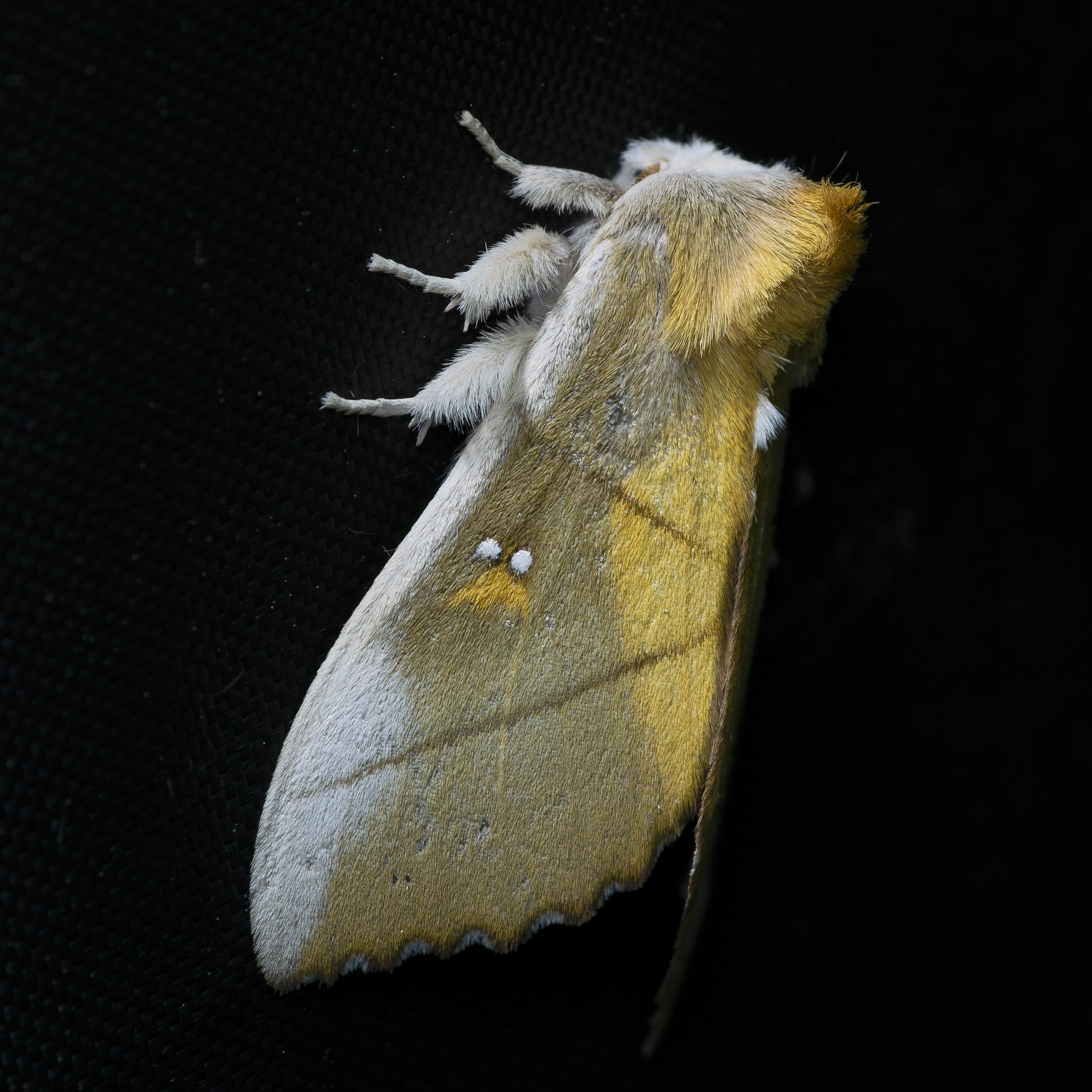 Hidemori Yazaki: 「Moths Calendar 〜軽井沢の蛾の一年〜」