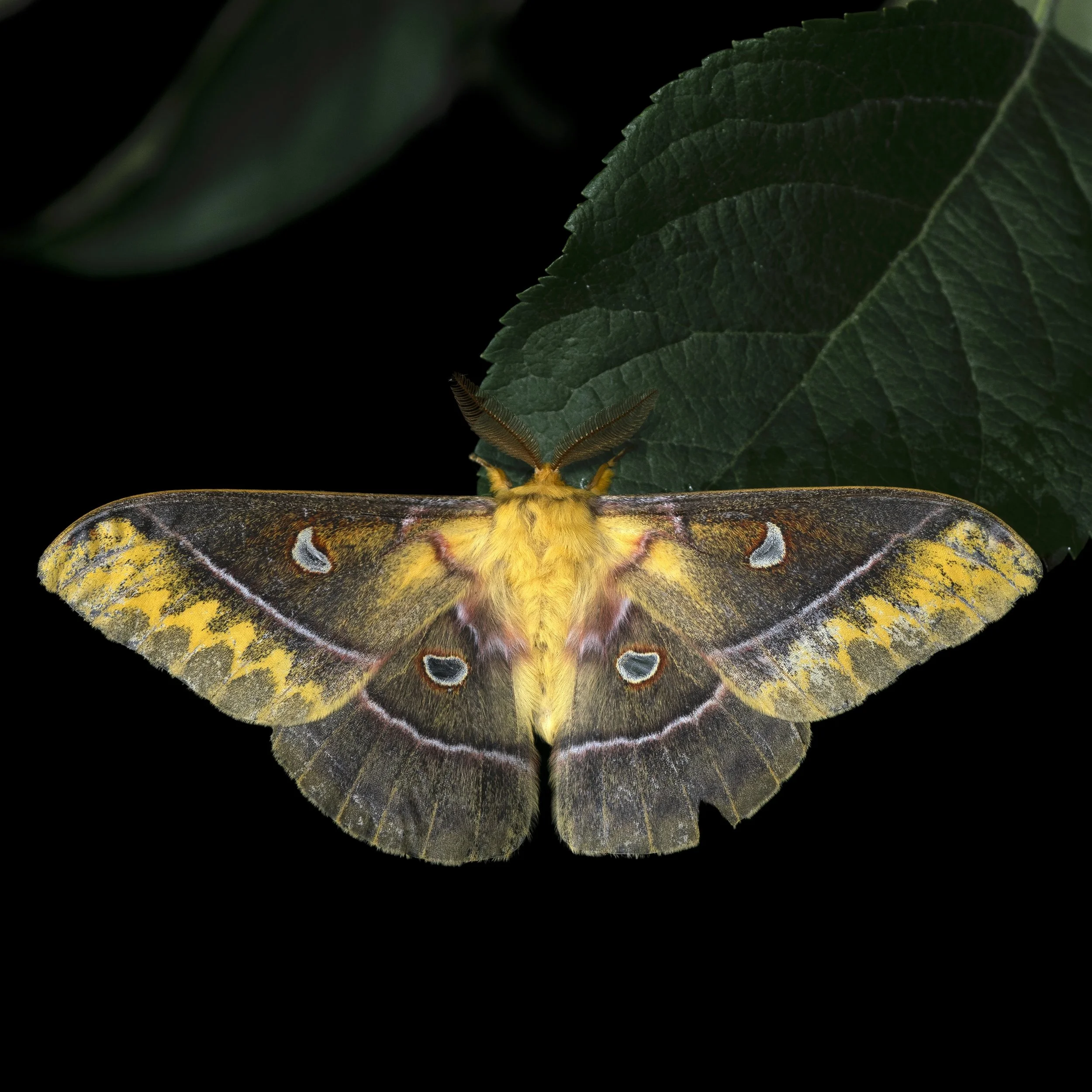 Hidemori Yazaki: 「Moths Calendar 〜軽井沢の蛾の一年〜」