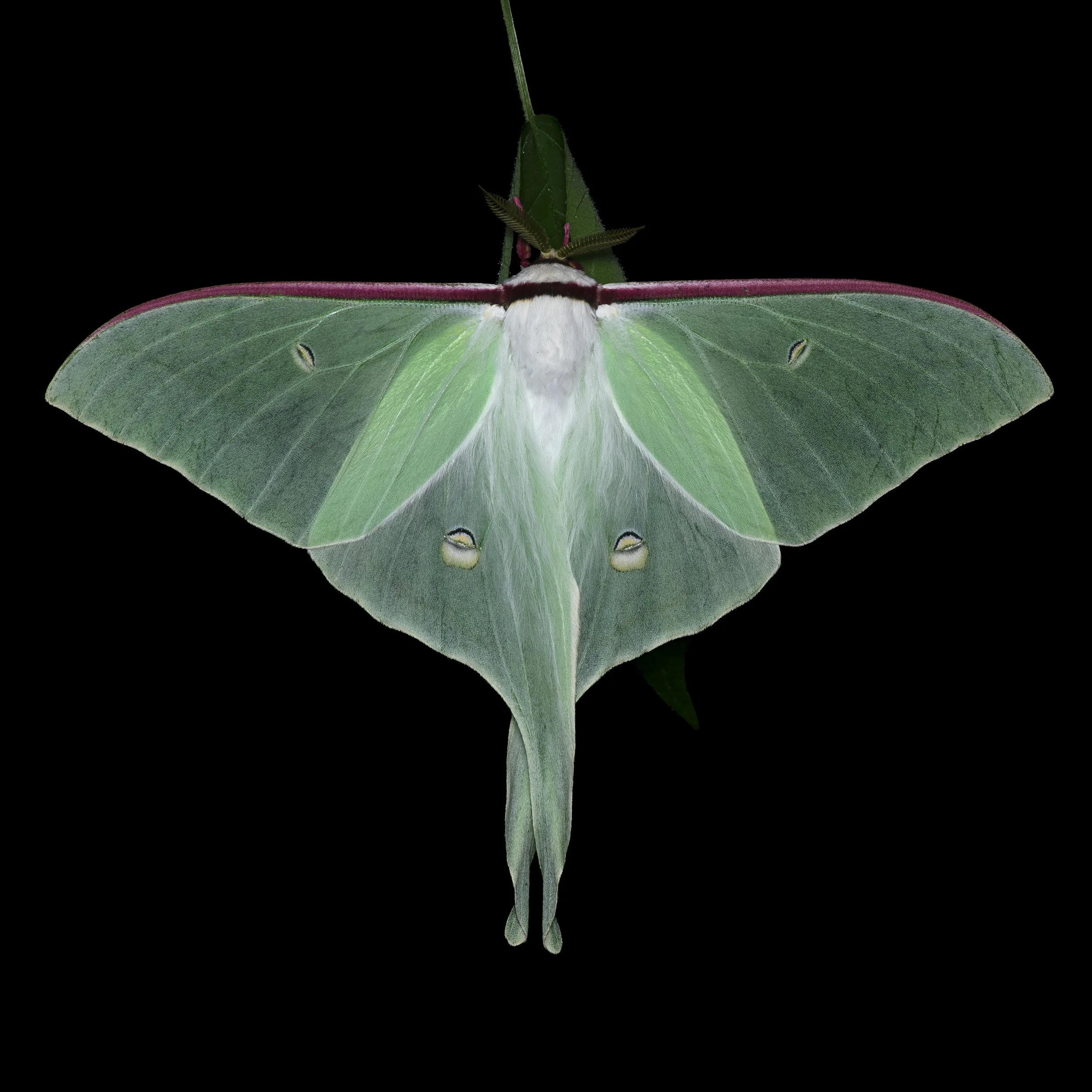 Hidemori Yazaki: 「Moths Calendar 〜軽井沢の蛾の一年〜」