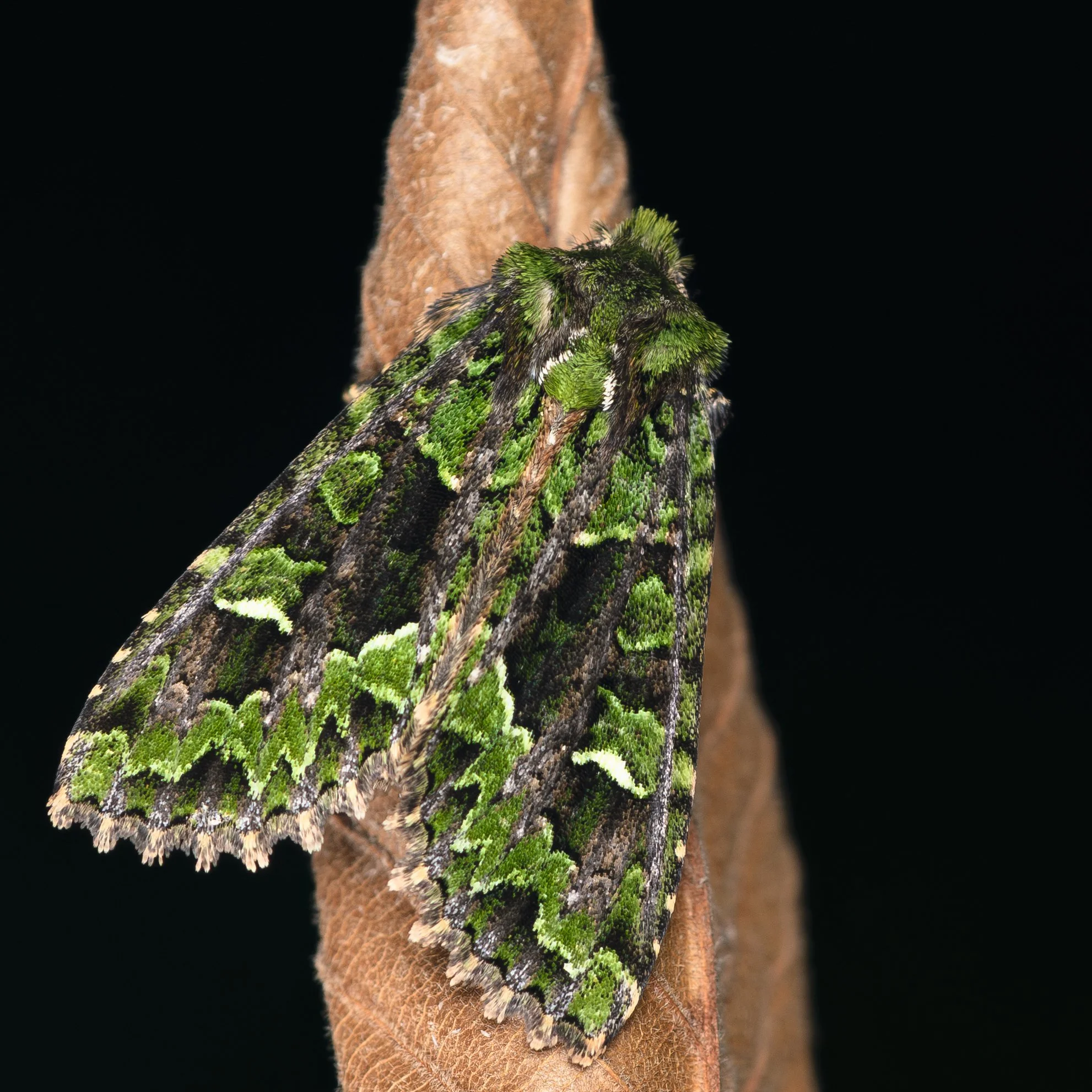 Hidemori Yazaki: 「Moths Calendar 〜軽井沢の蛾の一年〜」