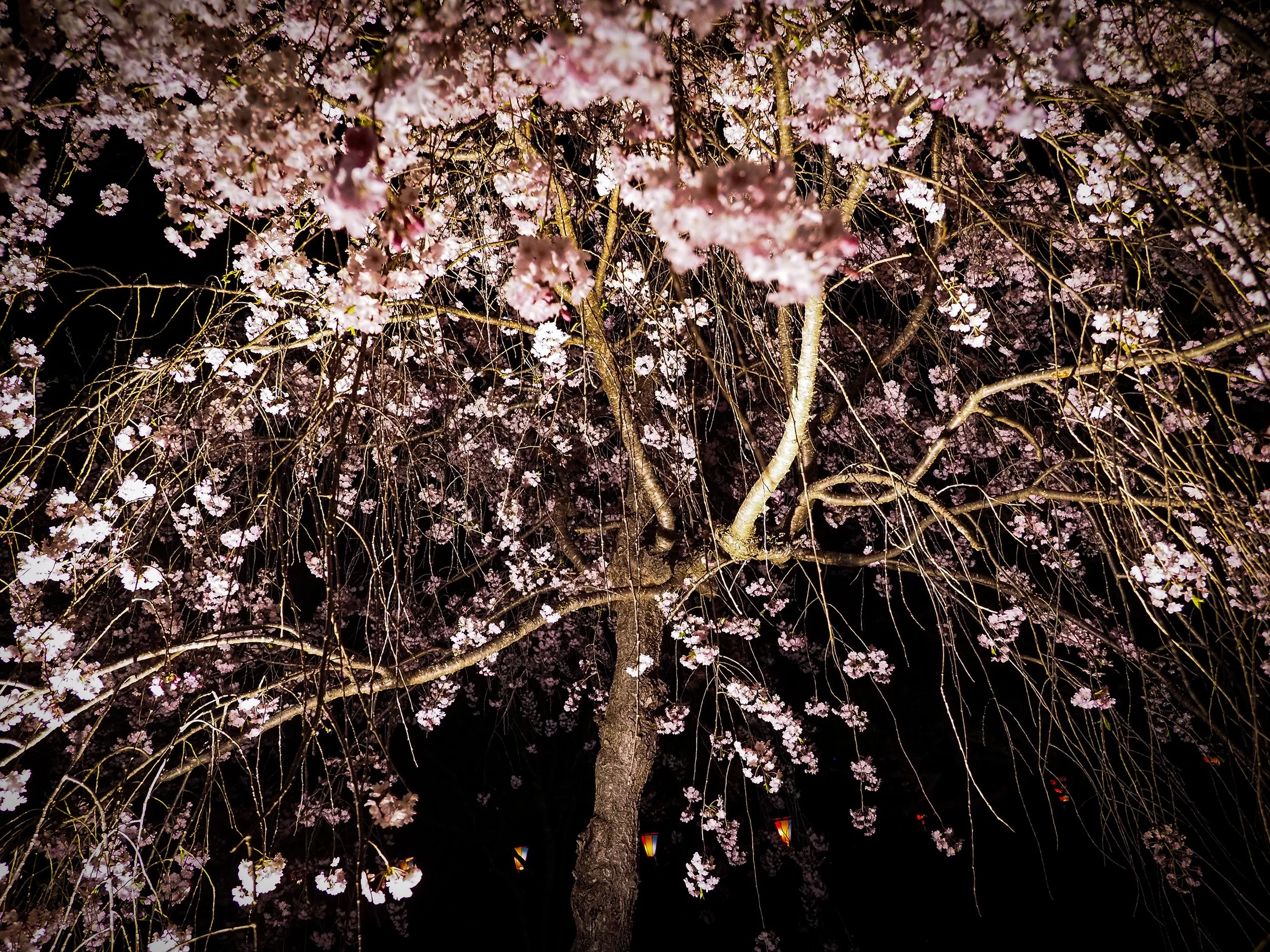Chie Oshima: 「小諸城址 夜桜の陰影 (Shadows and Light: Night Blossoms at Komoro Castle Ruins)」