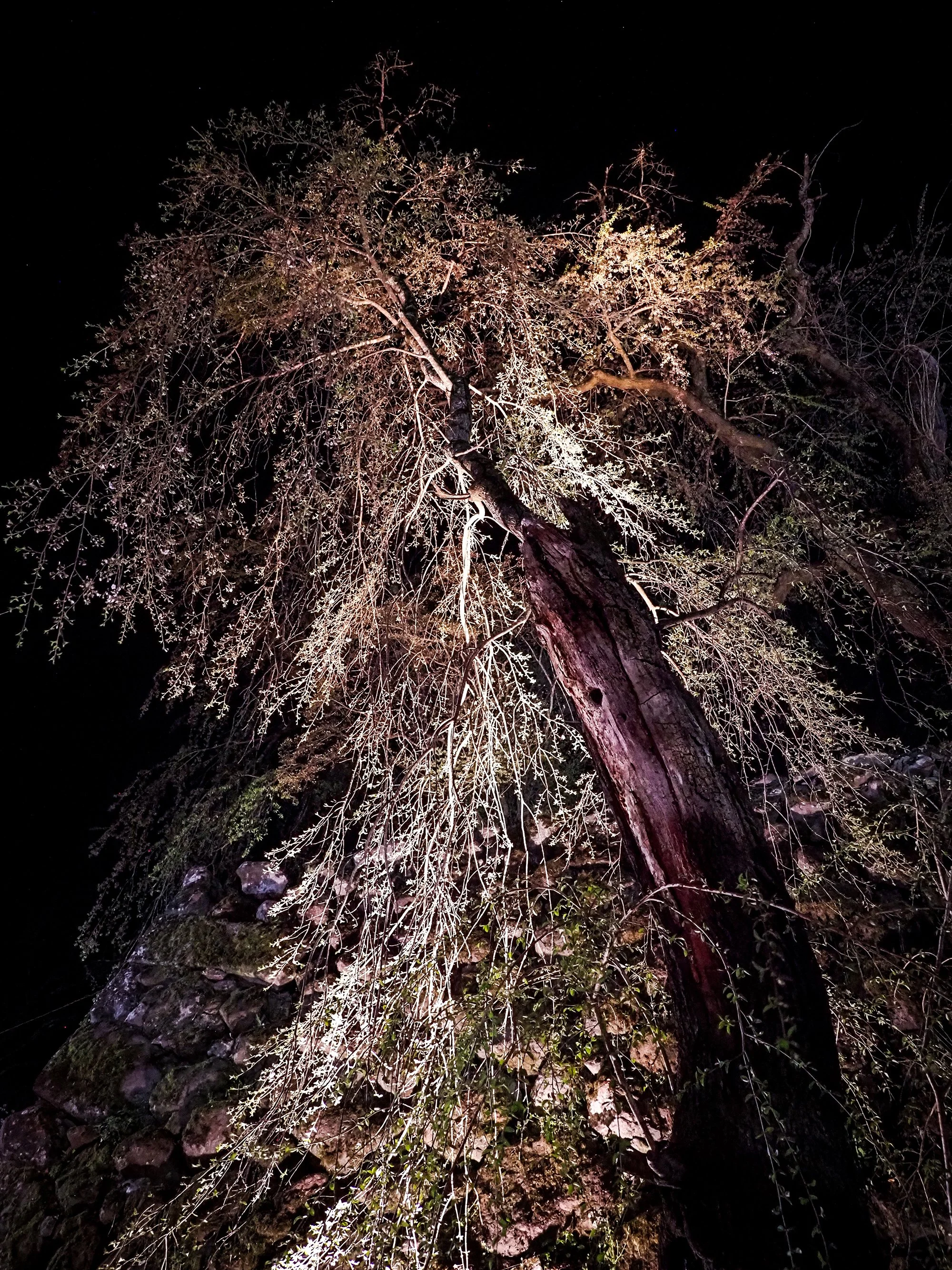 Chie Oshima: 「小諸城址 夜桜の陰影 (Shadows and Light: Night Blossoms at Komoro Castle Ruins)」