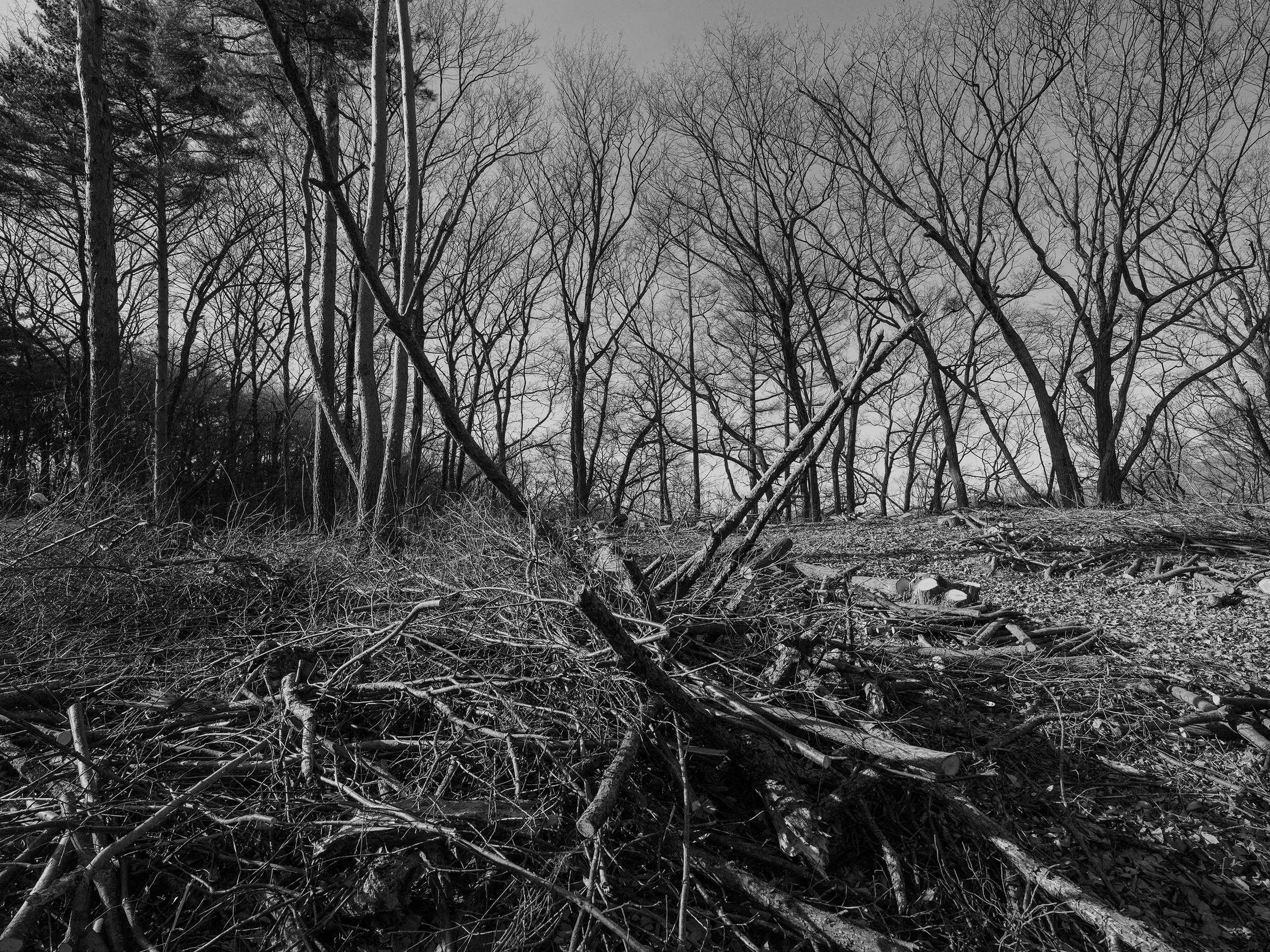 Toshiya Yoda 「死にゆくものの夢」